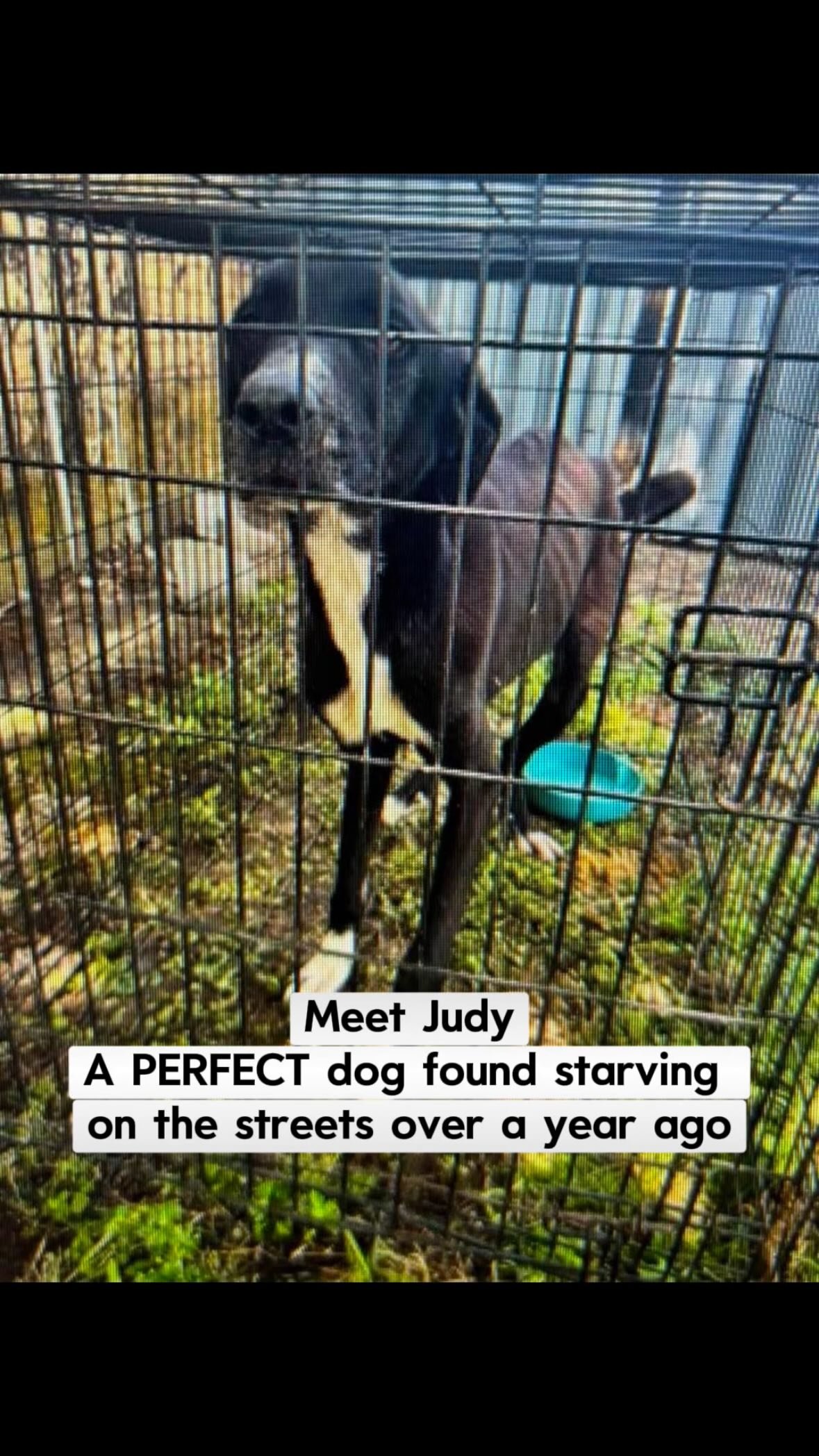 Why do perfect dogs sit and wait for their forever homes? Make it make sense. She’s been waiting 382 days for a family of her own.
Judy was found starving on the streets of Fort Worth and ended up on the euthanasia list. She was saved by a shelter foster—but now that she’s “safe,” she’s been forgotten.
Meet Judy: a sweet, calm, loving, friendly girl with low-to-medium energy and a loyal heart, who just wants to find the right person or family whose side she can stay by forever. 🩷 She’s great in the car, has wonderful manners, loves all people including adults and kids, gives hugs and kisses, and is house trained and crate trained. She’s also DOG FRIENDLY with medium and large dogs!
STAFF AND VOLUNTEER FAVORITE! She’s had many wonderful meet-and-greets at the PetSmart location but has never received an application. Is there a forever home out there for her? We’re honestly beginning to wonder. Her foster isn’t able to commit to an indefinite wait, so we need help from the community to find Judy’s people.
Judy (A0058613013) 6 years old, 70 lbs, spayed Labrador Retriever, available for adoption through @fortworthacc . Please comment, reach out to her foster Wendy Armstrong-Geren or email FWACCfoster@fortworthtexas.gov to set up a meet and greet!
Judy is ready for her forever home. Let’s make it happen.
#adoptdontshop #fortworth #adoptme #labradorretirever #blacklab
