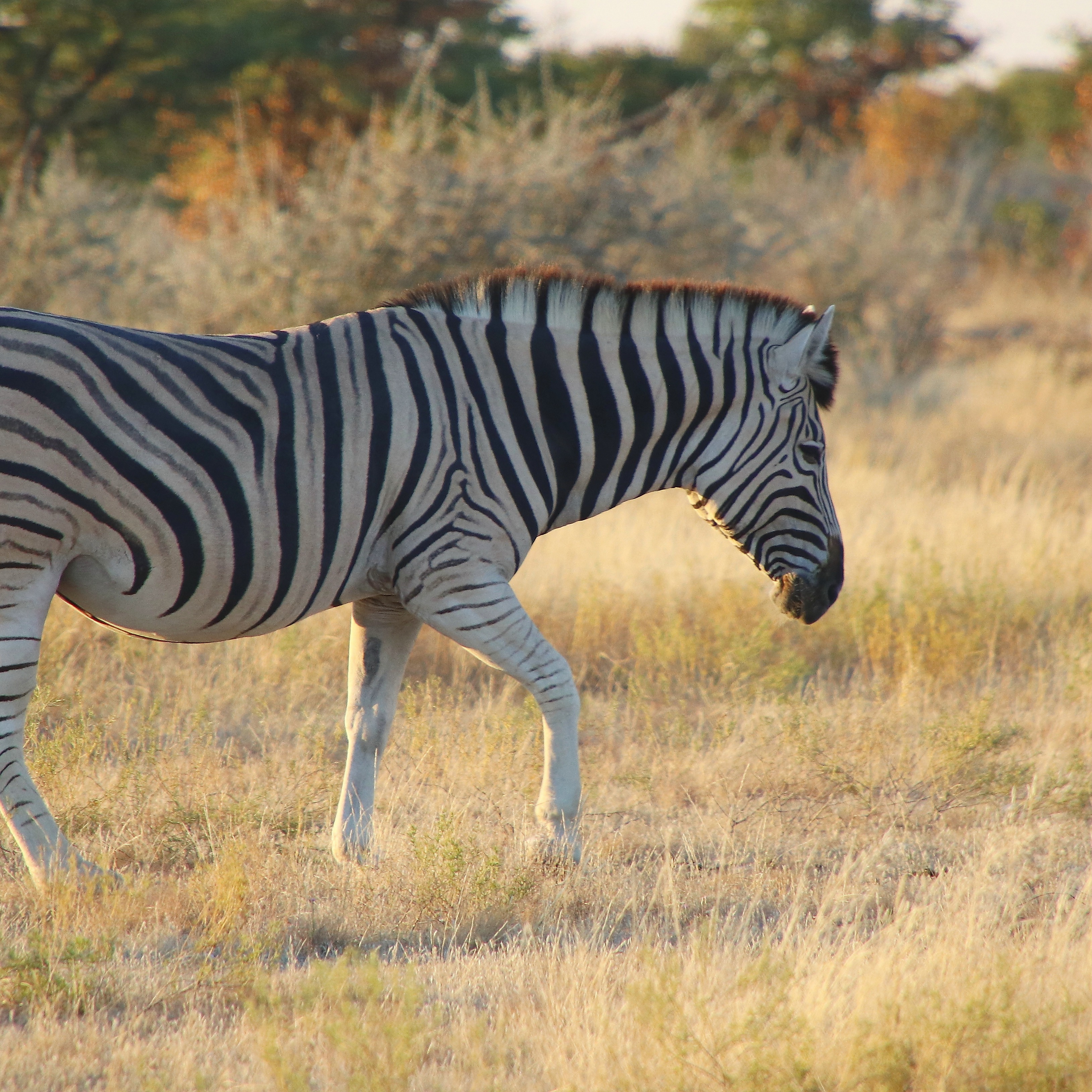 Five things that completely blew my mind on my trip through Namibia, Botswana, Zimbabwe, and Zambia... 🤯👇
1️⃣ Zebras are black with white stripes, and their pattern thickness can changes depending on their geography (📷 1 & 2: Etosha, Namibia vs. Mosi-oa-Tunya, Zambia).
2️⃣ some anti-poaching units guard white rhinos 24/7 (📷 3: Zambia).
3️⃣ Sociable weaver birds build massive, snake-proof communal nests that house other species of bird (📷 4: Namib-Naukluft).
4️⃣ Elephants swim across the Chobe River to feed, and they wash their grass in the water before eating it (📷 5: Botswana).
5️⃣ the insect diversity was absolutely out of this world (📷 6: Zimbabwe).
Looking back through thousands of photos, it’s hard to pick a favorite memory, but, the true highlight was the local people and guides who share their deep love for this land.
If you love nature, Africa is calling. 🌍
📍 @chobe_house
#AfricaTravel #NatureTravel #WildlifeConservation #Namibia #Botswana #Zambia #Zimbabwe #Biodiversity