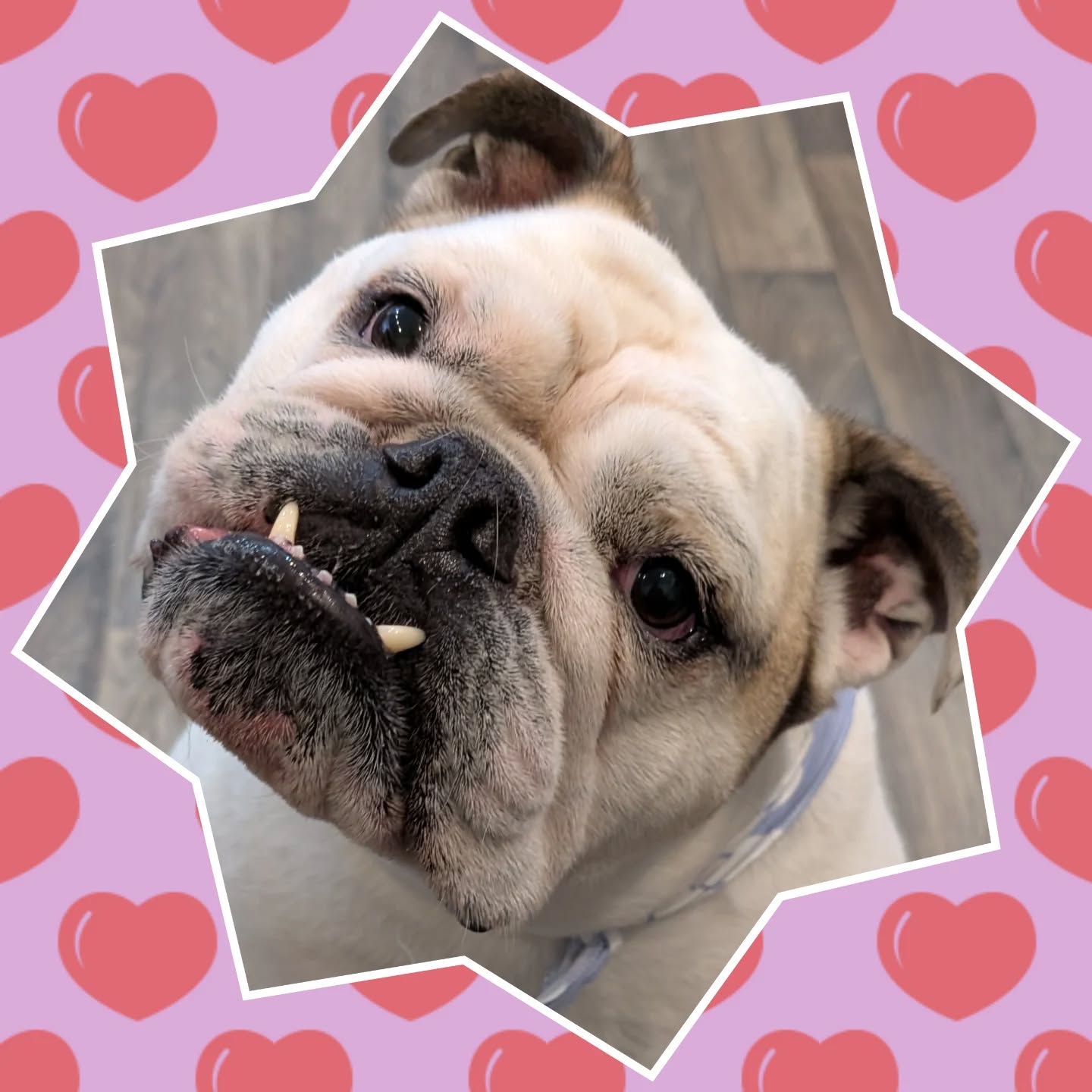 Welcome to @yellowdogancaster Turtle the #bulldog