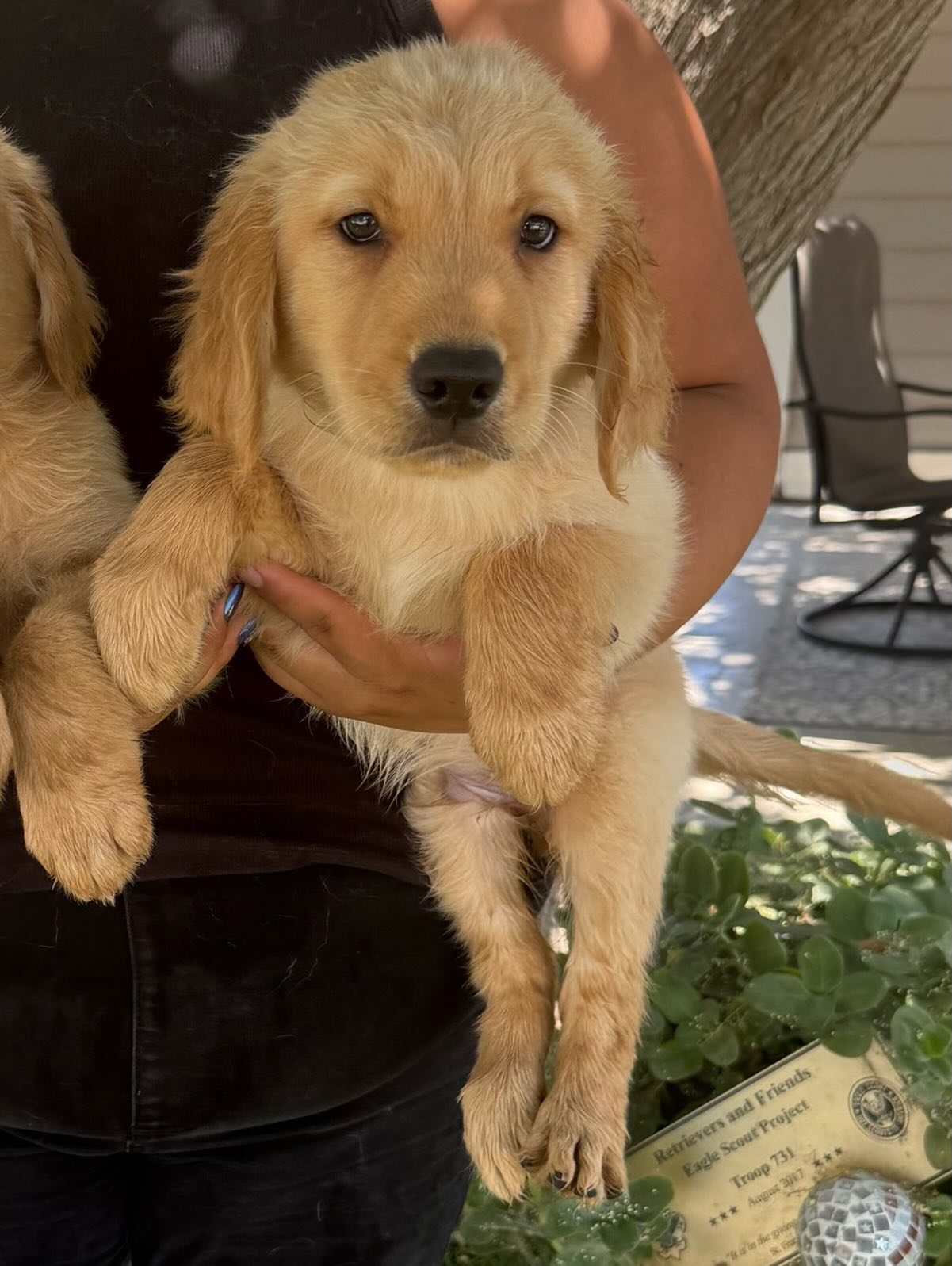 This is Jasper. He is a beautiful Golden Retriever. His DOB is 4/9/26. He came in with his brothers. They are all friendly boys.