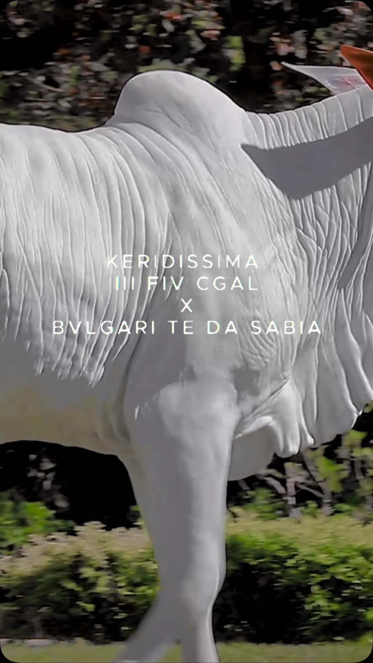 🐂✨ LEILÃO VIRTUAL ELITE NELORE SÃO PEDRO ✨🐂
DOLCE BAMBINA 2 FIV BSP 548 - BSP 548
📅 21 de Junho | Domingo
🕐 A partir das 13h
💻 100% Virtual — participe de onde você estiver.
🌟 Com a participação do convidado especial Nelore Gibertoni