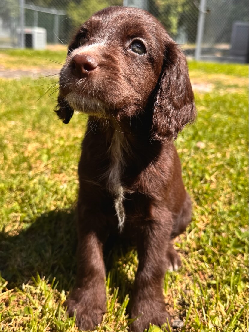 Oppdatering pr. 22/06: Denne fine jenta har nå funnet sin familie 🌞🥰
🤎 Denne nydelige jenta leter etter sitt nye hjem 🐾
Møt denne vakre brune satin coat-jenta fra Molly & Breeze ✨
Hun er en herlig mini-jente på 8 uker, med et trygt og godt temperament. En sosial, kosete og sjarmerende liten frøken som er klar til å fylle hverdagen med glede og kjærlighet. 🥰
🏡 Leveringsklar fra 23.06.26
🐶 Mini størrelse
🤎 Brun satin coat
💕 Trygg, nydelig og herlig jente
Du er hjertelig velkommen til å komme og hilse på henne og noen av våre andre hunder, under åpent hus i helgen (lør og søn, kl. 12-14). Kanskje er det akkurat hos deg hun hører hjemme? ✨
Send gjerne en DM for mer informasjon🐶🥰
