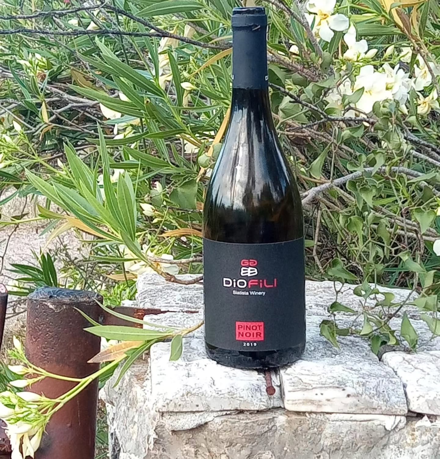 Dio Fili Pinot Noir 2019 – Siatista, Western Macedonia | 81/100 🍷
Greek Pinot Noir is rare – and rarely succeeds. Dio Fili (@diofili_winery), “Two Friends”, born in 2006 of winemaker Yiannis Boutaris’ friendship with Georgia Goutziamani and Yiannis Polizos, has chased a varietal Pinot Noir for years. Conditions are better than you’d think: vineyards at 650 m, cool nights, stony calcareous soils, yields of just 500 kg/stremma (≈ 5 t/ha), up to a year in oak (casks to 300 l), about 12,000 bottles.
PGI Siatista admits Merlot, Cinsault and Cabernet among its reds, but not Pinot Noir – so despite its unmistakable origin, the wine sells as a varietal wine (Ποικιλιακός Οίνος), shut out by a PGI that Dio Fili itself once co-applied for.
The bar was high: the 2017 earned 8/10 in the FNL Guide – violets, blackberry, dried tarragon – and a place among Greece’s best Pinots, beside Biblia Chora’s Sole. And 2019 ranks among Northern Greece’s finest vintages of the decade.
With the 2019, though, something seemed off early: just 84 points and no medal at the 2023 Thessaloniki International Wine Competition – which decorates some three-quarters of entries.
The glass confirms the suspicion. The unfiltered wine smells nutty, as if it had ten more years on its back. What the winery markets as a style (nuts, dried fruit) turns out to be aging of the unwelcome kind — endlessly oxidative on the palate, mineral – no: metallic – and soberingly thin. Water with tannin. 81 points.
Greece will never produce the world’s most elegant Pinot Noirs – but with a bit of extract, lovely bottles are possible. This one heads in exactly the wrong direction.
A much more detailed review lives in our site’s tasting-note database, with over 500 Greek wines.
#GreekWine #GreekWines #WinesOfGreece #DrinkGreek #greekvineyards