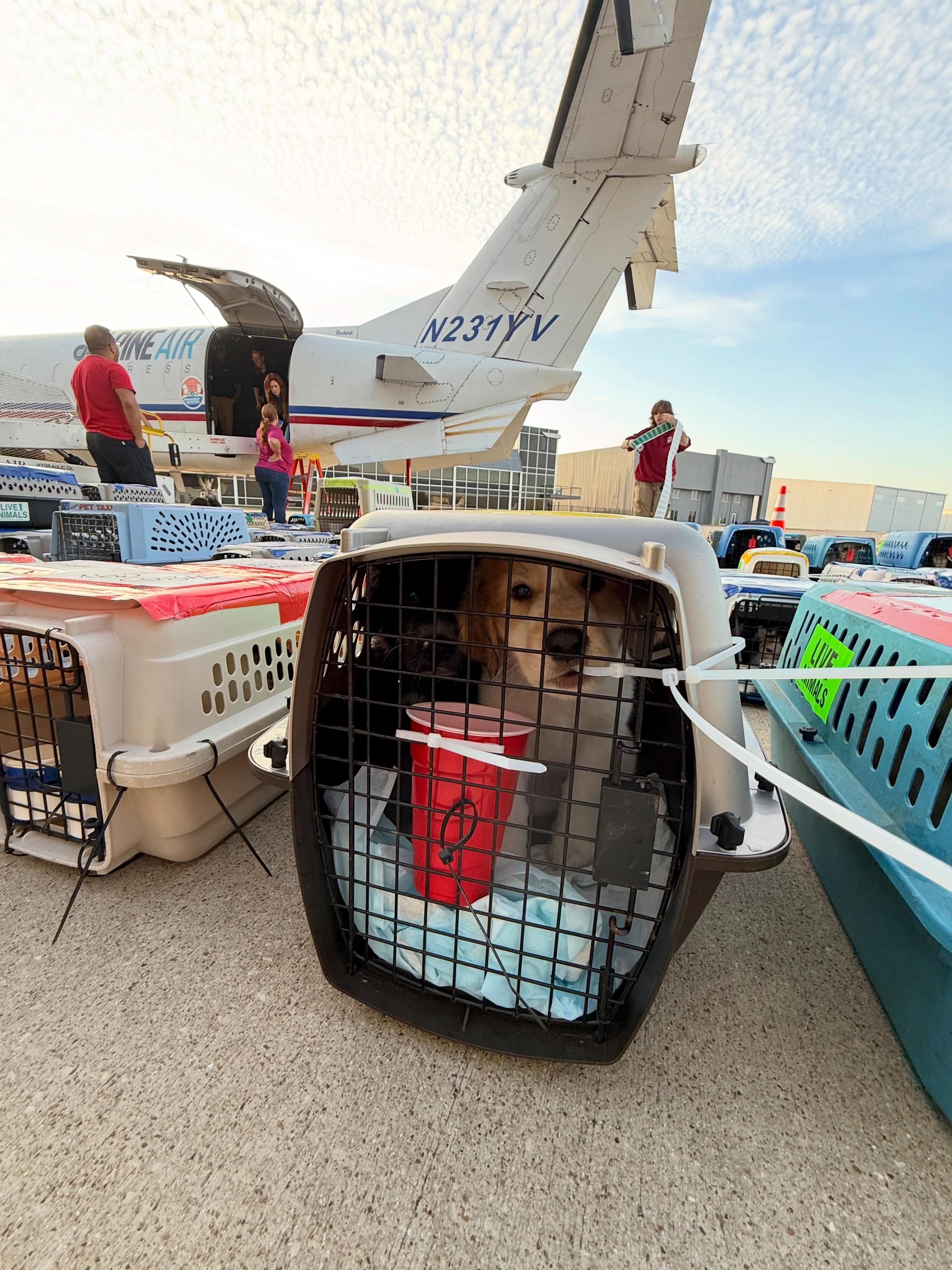 Every flight starts long before a plane ever leaves the ground.
Behind every mission are shelter partners, rescue organizations, veterinarians, and teams working together to help pets reach safety.
We know many of you have questions about New World screwworm. Please know we remain in close communication with our national and international partners and continue to follow all USDA guidelines and transportation protocols.
Most importantly, none of this happens without you.
Every donation, every share, and every merch purchase helps keep our wings in the air and pets moving toward a brighter future.
๐ฅฐ New merch is available now. Link in bio.
#LetTheFurFly