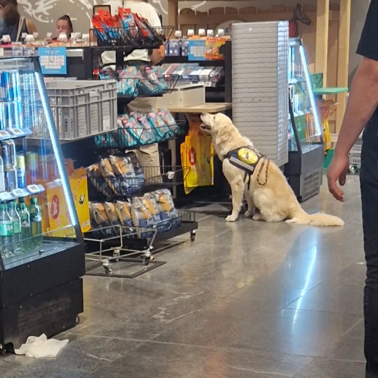 Einmal im Jahr wird bei jedem geprüften Assistenzhund überprüft, ob Mensch und Hund weiterhin optimal als Team zusammenarbeiten. 🐕🦺
Team Eleonore hat die Qualitätskontrolle erfolgreich bestanden! 💪
Die vorgegebene Strecke wurde souverän bewältigt und Eleonore überzeugte erneut mit ihrer Zuverlässigkeit und Aufmerksamkeit.
#assistenzhund
#assistenzhundeteam #assistenzhundeverein #geprüfterassistenzhund #gemeinnützigerverein