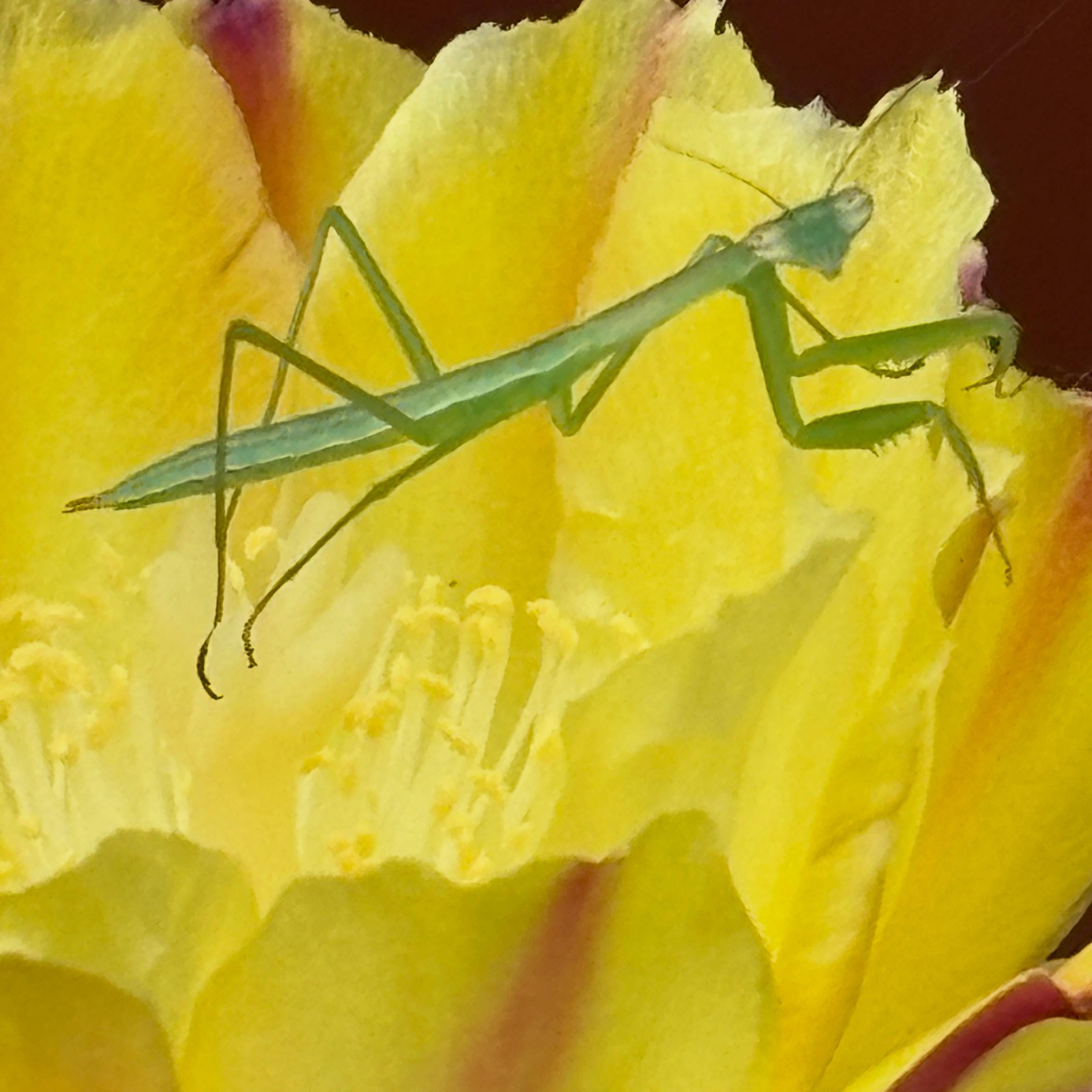 Quite possibly my favorite pic of the this season so far. Young Praying Mantis in a cactus flower.
#roundtreefarmgreenhouse #cactusflower #prayingmantis