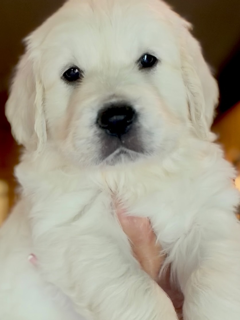 Look at this face!! #puppy #puppylove #puppies #puppylife #puppytraining