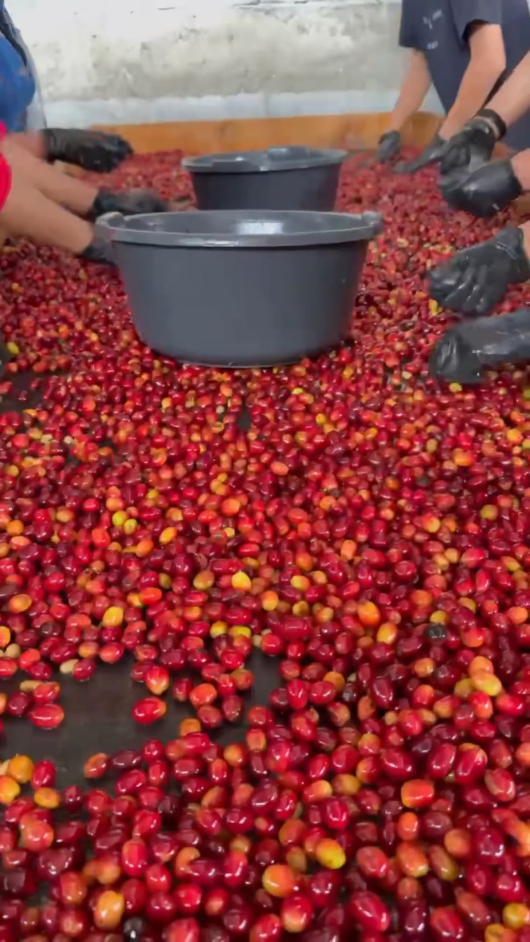 From Colombia to Morristown and SoHo.
Every coffee cherry is handpicked.
Then selected again before drying.
And selected once more before roasting.
Because great coffee deserves patience.
From the farms of Colombia to your cup, every step is guided by people who care. Handcrafted by farmers. Handcrafted by our baristas.
No shortcuts. No compromises.
Because quality is an act of respect.
☕ From the farm to your cup.
🇨🇴 Colombia → Morristown → SoHo
#LOKLCafe #QualityIsAnActOfRespect #DirectTradeCoffee #SpecialtyCoffee #FromFarmToCup #ColombianCoffee #MorristownNJ #SoHoNYC #AnalogLife #CoffeeWithPurpose #HandpickedCoffee #DrinkBetterCoffee #CoffeeCulture #CoffeeLovers #ThirdWaveCoffee #Myloklcafe