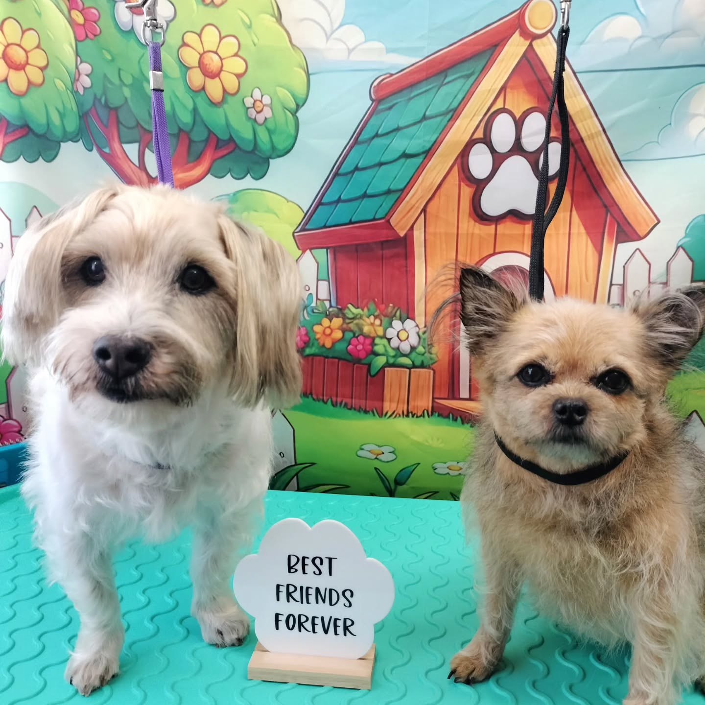 Lily and Lockie best friends forever đ„°
#groomer #bestie #dogslife