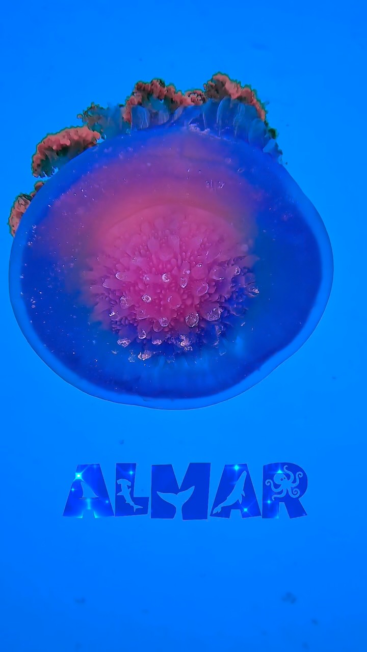 VECINOS DEL MAR | Medusas
🪼🪼
Llevan millones de años habitando nuestros océanos.
No tienen cerebro.
No tienen corazón.
No tienen huesos.
Y aun así, siguen aquí.
Flotan con las corrientes, brillan con colores increíbles y nos recuerdan que la naturaleza no necesita parecerse a nosotros para ser extraordinaria.
Quizás proteger el océano empieza por algo tan sencillo como volver a maravillarnos con él.
Esta publicación forma parte de VECINOS DEL MAR, una serie de ALMAR dedicada a descubrir algunas de las criaturas que comparten el océano con nosotros y a recordar por qué vale la pena proteger el mundo marino.
Cuéntanos.
¿Qué vecino del mar te gustaría descubrir después?
