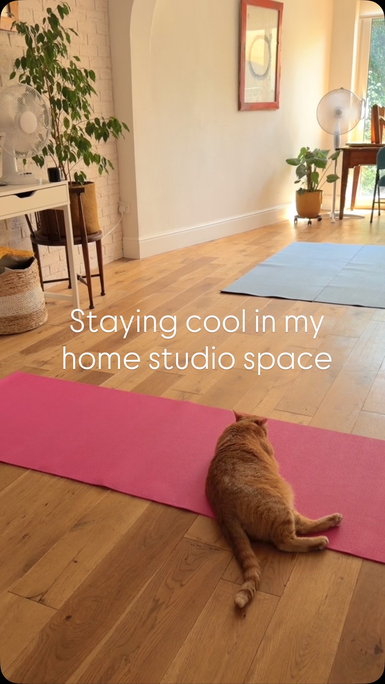 My one to one clients may have company on their mats this week as my home studio space is currently the coolest place to be and I don't think Archie is planning on moving any time soon!
#matpilates
#pilatescat
#cats
#coolforcats