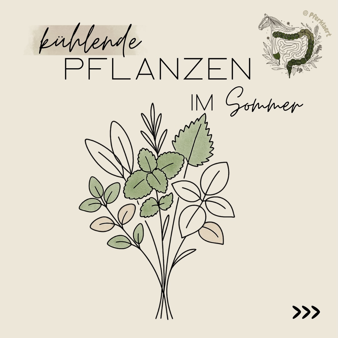 🌿☀️ Kühlende Kräuter für Pferde – was bedeutet das eigentlich?
Gerade im Sommer hört man immer wieder von sogenannten „kühlenden“ Pflanzen oder Kräutern.
Aber was bedeutet „kühlend“ überhaupt?
👉 Der Begriff stammt vor allem aus der traditionellen Kräuterkunde und beschreibt nicht, dass die Körpertemperatur des Pferdes messbar sinkt.
Vielmehr werden diese Pflanzen traditionell bei Hitze, innerer Unruhe oder starker Belastung eingesetzt. Einige enthalten ätherische Öle, andere Schleimstoffe oder werden als unterstützend für die Schweißbildung beschrieben. Manche Menschen berichten außerdem von einem subjektiv „erfrischenden“ Effekt.
🔬 Wichtig: Für die meisten dieser Anwendungen gibt es keine belastbare Studienlage beim Pferd, die eine tatsächliche kühlende Wirkung belegen würde.
Das bedeutet nicht, dass die Kräuter wirkungslos sind – aber man sollte sie eher als traditionelle Erfahrungswerte und nicht als wissenschaftlich gesicherte Maßnahme betrachten.
🐴 Ich persönlich füttere Pferden im Sommer gerne kleine Mengen solcher Pflanzen als saisonale Ergänzung. Nicht, weil ich erwarte, dass sie dadurch ihre Körpertemperatur senken, sondern weil ich die Vielfalt in der Fütterung schätze und einige dieser Kräuter traditionell seit langer Zeit in dieser Jahreszeit eingesetzt werden.
⚠️ Was Kräuter nicht ersetzen können:
💧 ausreichend frisches Wasser
🌳 Schatten und Witterungsschutz
💨 Luftbewegung
🧂 bei Bedarf Elektrolyte
🏃 angepasstes Training bei hohen Temperaturen
Denn die wichtigsten Maßnahmen gegen Hitzestress bleiben immer Haltung, Management und Wasserversorgung.
💬 Fütterst du deinem Pferd im Sommer Kräuter? Wenn ja, welche?
❗️Kräuter und andere Pflanzen sind nicht für jedes Pferd gleichermaßen geeignet. Vor der Fütterung sollten mögliche Kontraindikationen, Wechselwirkungen sowie die passende Dosierung geprüft werden. Insbesondere bei tragenden Stuten, Fohlen, älteren Pferden oder bestehenden Erkrankungen empfiehlt sich eine individuelle Abklärung.