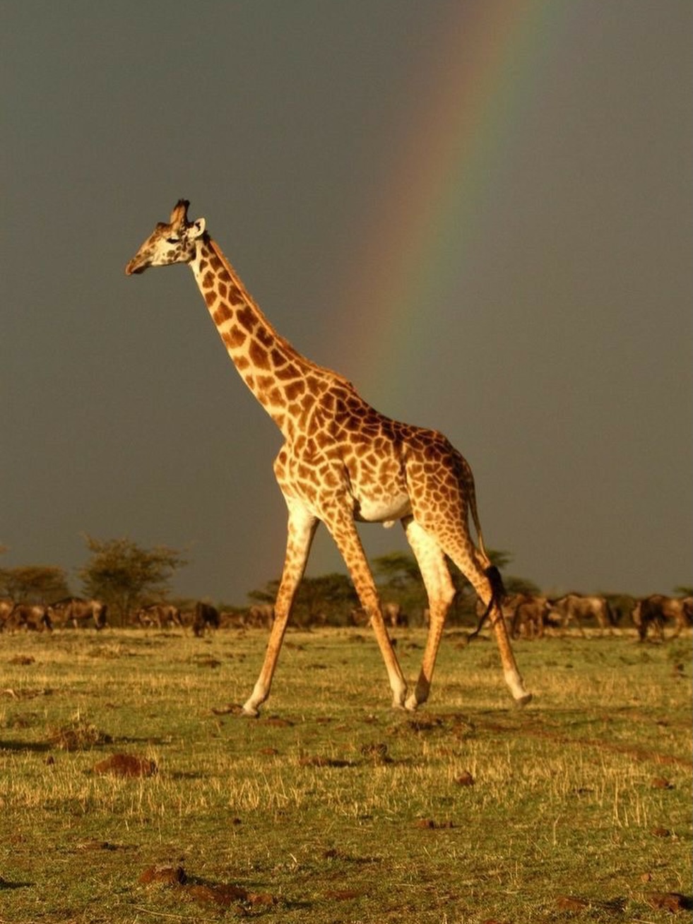 Conservation begins with wonder.