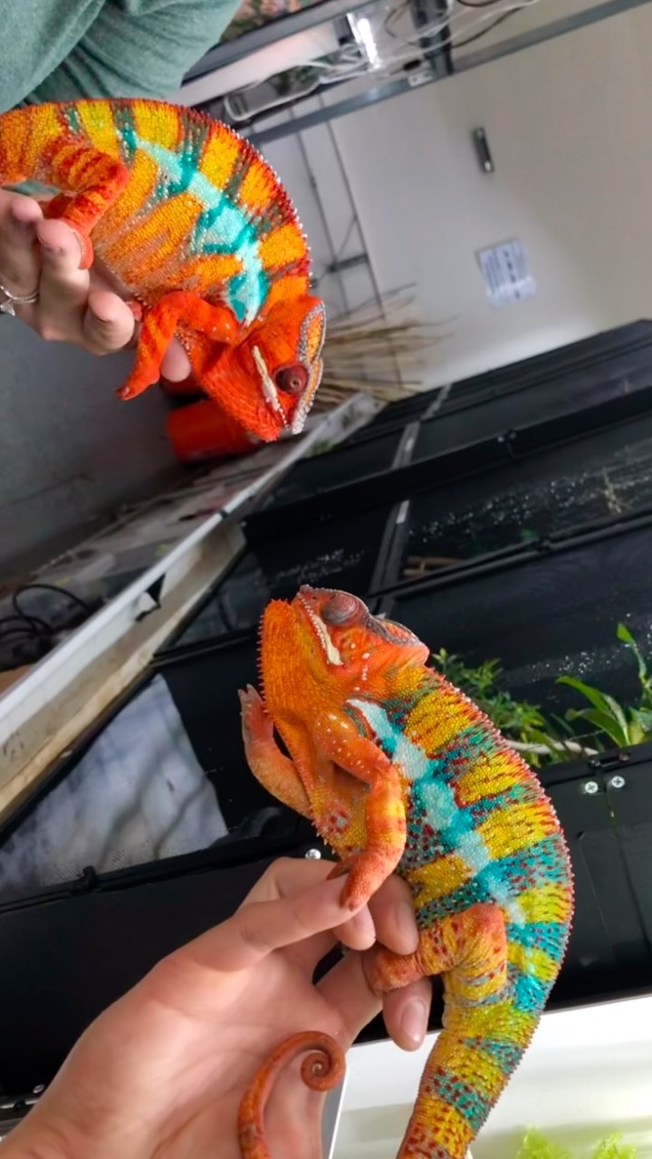 Two “fired up” male panther chameleons will display their brightest colors🎨 & appear large as possible😤 when they see each other to assert their dominance! #fyp #reptilesofinstagram #pantherchameleon #chameleon #ambilobe
