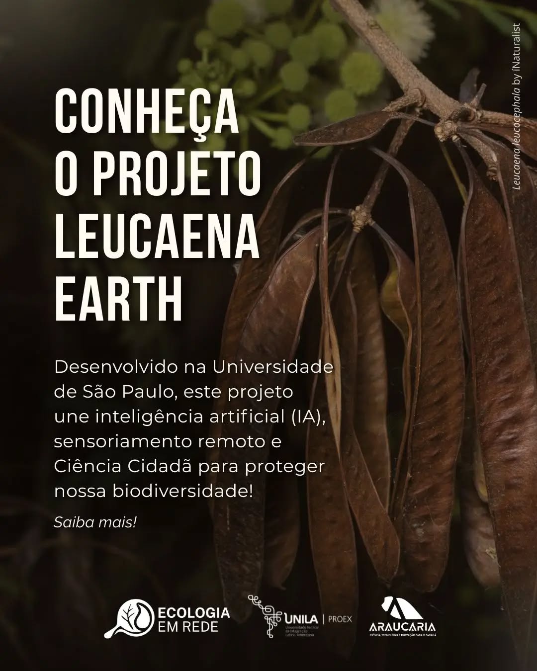 🌿 Você conhece o Projeto Leucaena Earth?
A leucena (Leucaena leucocephala) é considerada uma das 100 piores espécies invasoras do planeta, avançando agressivamente sobre a nossa biodiversidade.
Para combater essa ameaça silenciosa, o projeto desenvolvido na Universidade de São Paulo une Inteligência Artificial (IA), sensoriamento remoto e Ciência Cidadã! 🧠🛰️
🔬 Como funciona?
O projeto une imagens aéreas de altíssima resolução e tecnologia LiDAR ao mapa interativo. Nele, voluntários marcam os focos da planta, treinando a IA para detectar o avanço da espécie de forma 100% automática e ajudar em planos de erradicação.
Faça parte dessa rede e ajude a proteger o nosso ecossistema! 🤝🇧🇷
🌐 Saiba mais e colabore acessando: https://leucaena.earth
Texto/Design: Equipe Projeto Leucaena Earth e Jaciely Vieira
#LeucaenaEarth #biodiversidade #cienciacidada #conservação #plantasinvasoras
