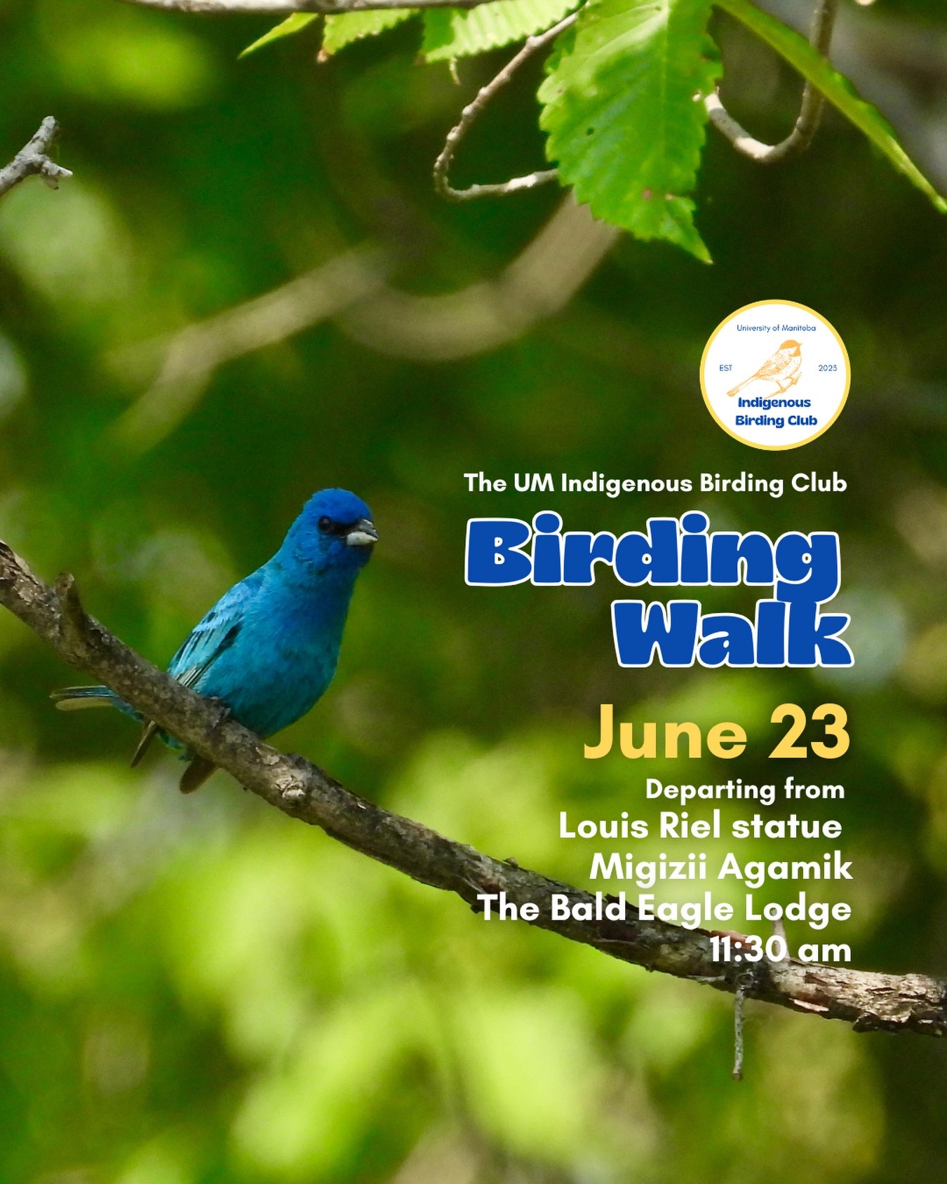 Next birding walk is on June 23! The species in the photo is an Indigo Bunting.
Join us for a relaxed, 1.5-hour birding walk that begins at Migizii Agamik – Bald Eagle Lodge. We will gather at 11:20 a.m. by the Louis Riel statue, with the walk starting promptly at 11:30 a.m. The walk will take us to King’s Park, or another nearby location, at a leisurely pace, allowing us to enjoy our feathered relatives in the green spaces on and near campus.
These walks are open to BIPOC (Black, Indigenous, and People of Colour) folks and allies who share our belief that birding is for everyone, regardless of experience. Whether you’re new to birding or a seasoned enthusiast, we welcome you to join. Just dress for the weather and be sure to bring sunscreen and water. If you don’t have your own binoculars, we have some available to borrow.
Our walks are an opportunity to connect with nature, build community, and learn from one another in a relaxed and supportive environment. Feel free to participate at your own pace, there’s no need to stay with the group the entire time, and you’re welcome to come and go as you please.
Accessibility Information:
The walk covers a variety of paths, including pavement, grass, dirt, and gravel, with mostly flat terrain and a few gentle slopes.
Washrooms are available approximately halfway along the walk.
If you need assistance or have specific accessibility requirements, please let us know in advance so we can do our best to accommodate you.
Parking:
Please note there is NO free parking on campus M-F from 8:30 a.m. to 4:30 p.m. Parking is available in the Parkade and at metered spaces for a fee.
We look forward to seeing you there!
📷: @justinleerasmussen
@umindigenous @umanitoba @umstudent @myumsu @umisacouncil