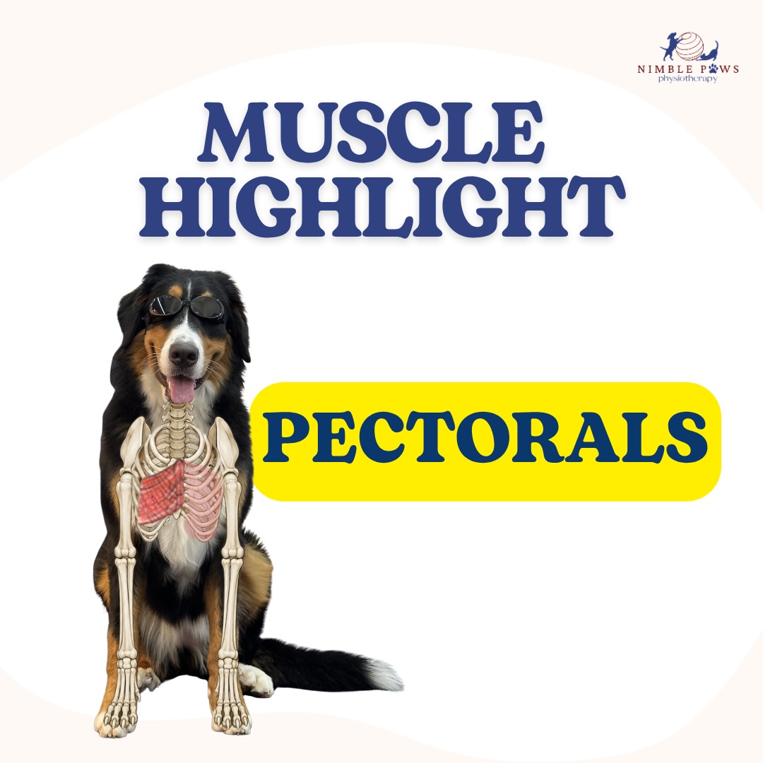 When people think about movement muscles,
they often think about the legs.🦵🏼
But muscles closer to the body’s centre are just as important. 🐾
The pectorals help position and control the forelimbs,
contributing to stability during everyday activities such as
- standing,
- turning,
- deceleration, and
- changing direction.
While they’re often overshadowed by larger muscle groups,
they play an important role in helping dogs move with confidence and control.
Movement is rarely about a single muscle.
It’s about how different muscles work together to support the whole body. 🐕
#nimblepaws #movementmatters #caninerehab #dogphysio #sgdogs
