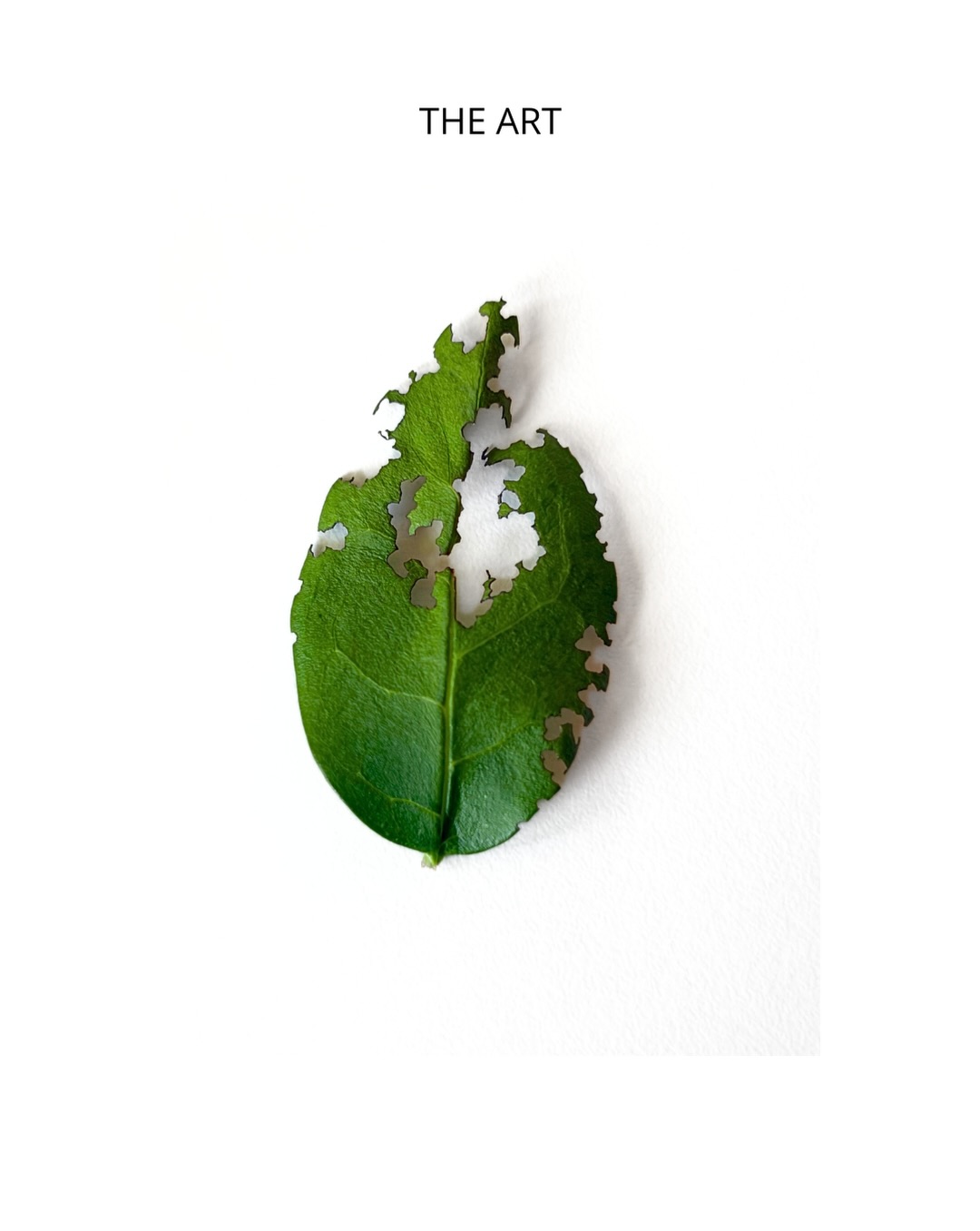 l’art est partout quand on prend le temps d’observer 💚
collection ver à soie 2026