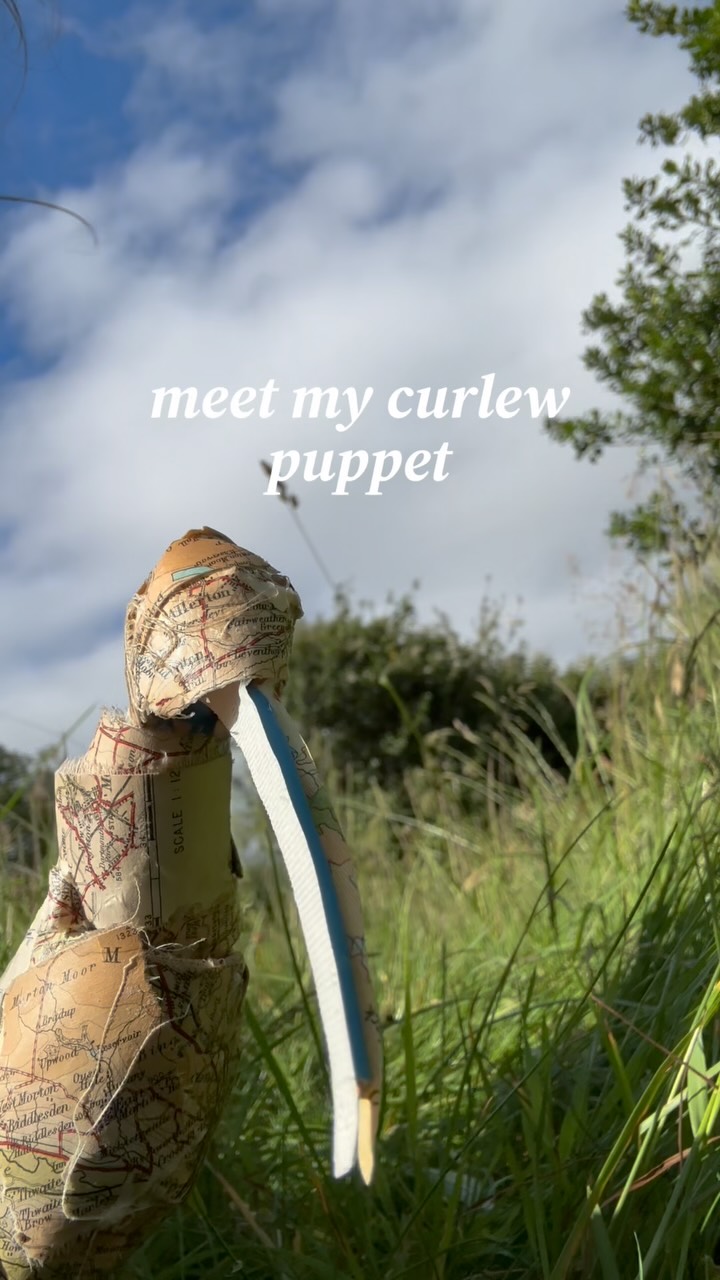 meet my curlew puppet 𓅝
made of an upcycled @ordnancesurvey map of @yorkshiredales , PVA, wire, and 1 split pin
I think this is my best puppet yet 🥰 but it’s still only my 4th one ever !
.
.
.
#bird #curlew #puppet #artist #art @curlewaction @nidderdalecurlews @curlewconnectionswales @btobirds @rspb @rspbengland @birdlife.international @birdlife.europe