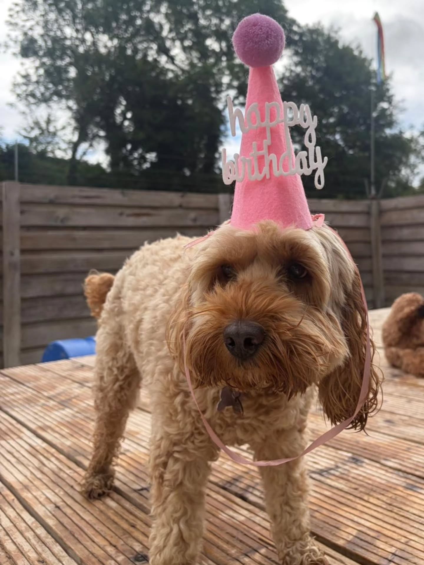 Two Birthday celebrations at Doggy Daycare today, Honeybear is 6, Loki is 1. ❤️🎂