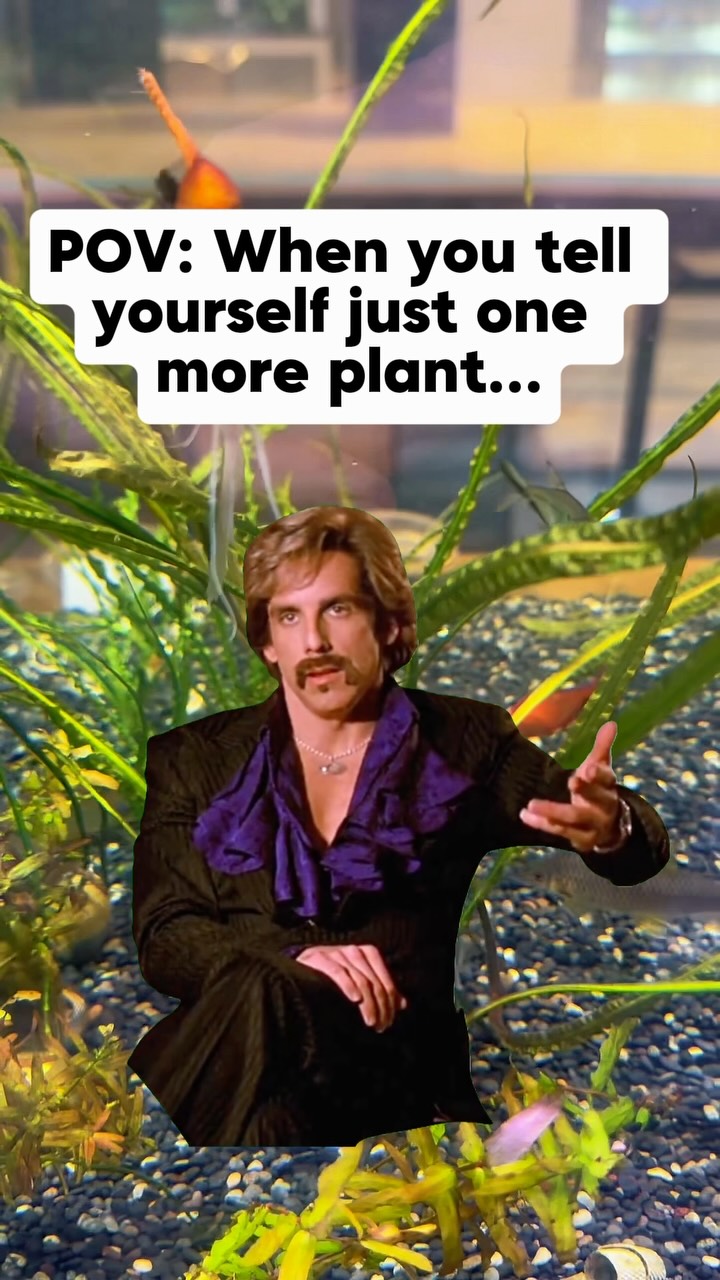 “Just one more plant” has never meant just one more plant. 🤣
We’ll be stocked up on plants this weekend!
📍 Under The Sea Marketplace
🕙 Tues–Sat 10–6 | Sun 12–5 | Closed Monday
🌐 https://www.undertheseanc.com/retail-store #aquariumhobby #fishtank #plantedtank #undertheseanc #charlottenc