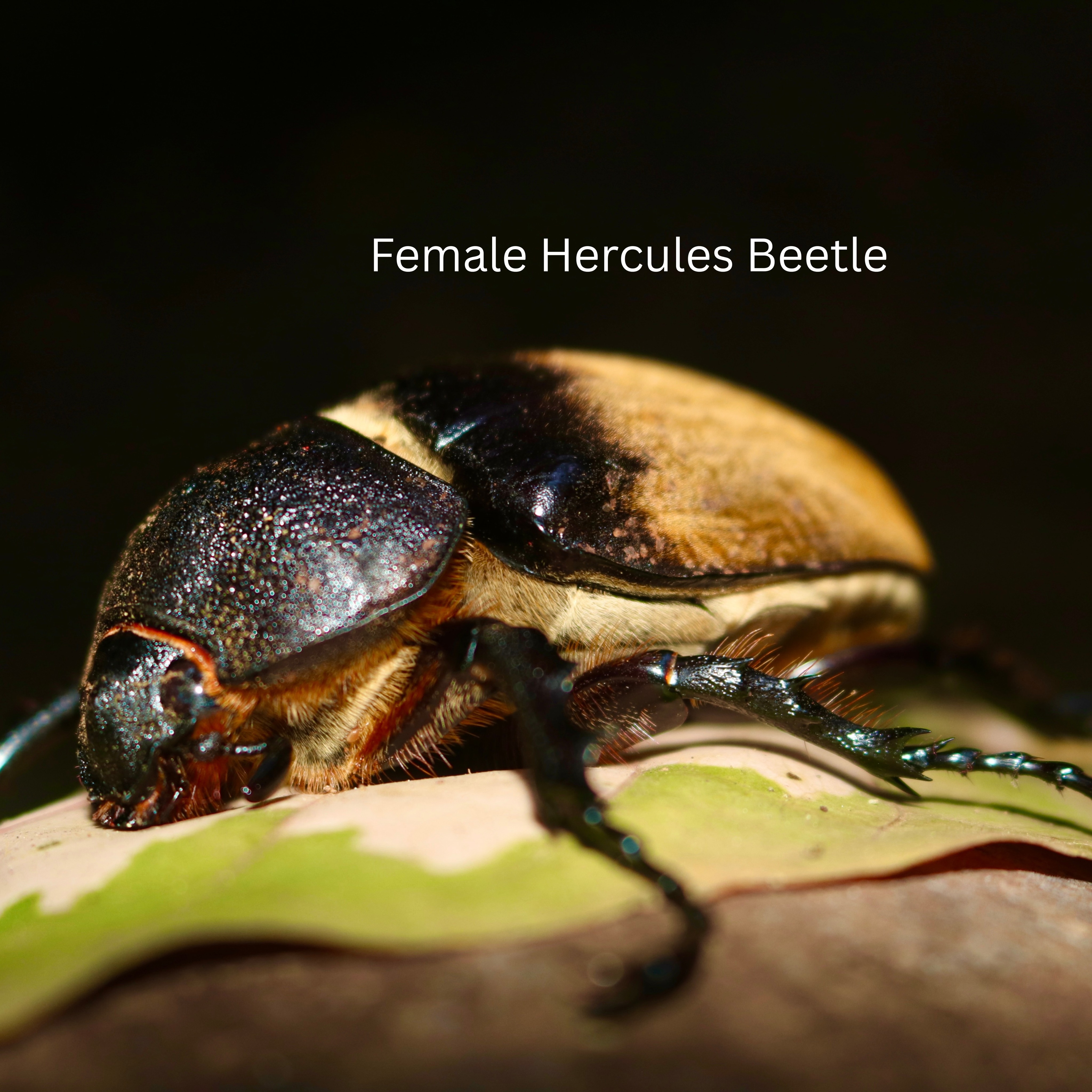 The largest beetle in Panama and the world! Measuring over 7 inches long. The Hercules Beetle is a nocturnal jungle forager endemic to Central and South American Tropical regions. They forage on fallen fruits, rotten wood, and plant matter.
They are the second strongest beetles on the planet with the ability to lift 850 times their weight. Beautiful, huge, and harmless, they play an important role as janitors of the jungle and prey for hungry predators.
Learn more on our blog:
https://www.morrillobeachresort.com/post/the-largest-beetle-in-panama-and-biggest-in-the-world
https://www.morrillobeachresort.com/allinclusivepackages
#Morrillo #AdventureTraveler #AdventurePanama #PanamaCulture #PanamaLife #PanamaWildlife #ConservationTraveller #PanamaWildlifeConservation
#TravelBetter #EcoLodges #EcoLodge #EcoTravel #HerculesBeetle
#SustainableTravels #EcoTourGuide #AdventureTravelers #AdventureTraveller #AdventureTraveling #AdventureTravelFamily #AdventureTravelFamily #FamilyTravelAdventures #FamilyTravelAdventure #AdventurePanama