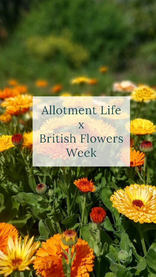 Let's be honest.
It's not the success I hoped for in terms of produce this year. But there are some small wins.
It is British Flowers Week and growers up and down the country have had a difficult year this year with the weather. They are bloody heroes, and I don't know how they do it!
Thank you to all the fabulous flower farmers. x
Allotment / Growing on my Allotment / British Flowers