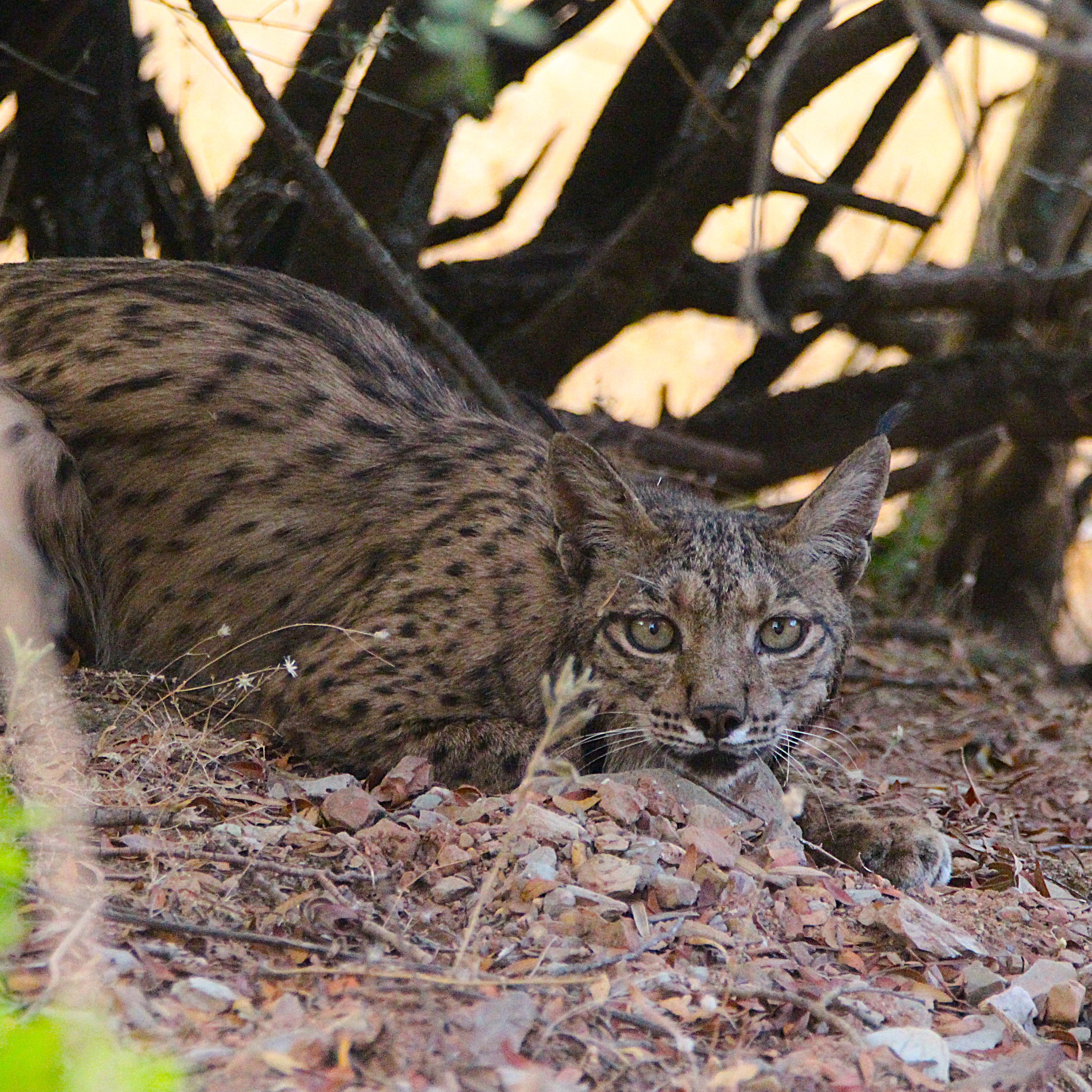 🇪🇸 "¿Ver linces en junio? ¡Pero si en verano es imposible!"
Nos lo dicen un montón. Nos miran raro, nos cuestionan... pero las fotos de hoy demuestran lo contrario.
No hay meses imposibles, solo dinámicas diferentes, y la obligación de emplear todos nuestros sentidos y la experiencia sobre el terreno.
¿Habéis visto los ojazos de este lince ibérico? Nuestros clientes noruegos 🇳🇴 también, el segundo lince del día.
Y es que la combinación Sierra de Andújar + Valle del Guarrizas es una auténtica bomba explosiva para avistamiento de fauna salvaje.
📸 Sin cebos, sin atrayentes artificiales y sin alterar su entorno. Comportamiento 100% real, espontáneo y en total libertad.
¿Quién se apunta al próximo safari?
www.lyncisecoturismo.com
lyncisecoturismo@gmail.com
(+34) 603 90 74 35
🇬🇧 "Spotting lynxes in June? But it’s impossible in the summer!"
We hear this all the time. People give us strange looks, they doubt us... but today’s photos prove otherwise.
There are no impossible months—just different dynamics. It simply requires us to engage all our senses and rely on our on-the-ground experience.
Have you seen the stunning eyes on this Iberian lynx? Our Norwegian 🇳🇴 clients saw them too—our second lynx sighting of the day!
The truth is, combining the Sierra de Andújar and the Guarrizas Valley is an absolute game-changer for wildlife watching.
📸 No bait, no artificial attractants, and zero disturbance to their habitat. 100% authentic, spontaneous behavior in the wild.
Who’s joining us on the next safari?