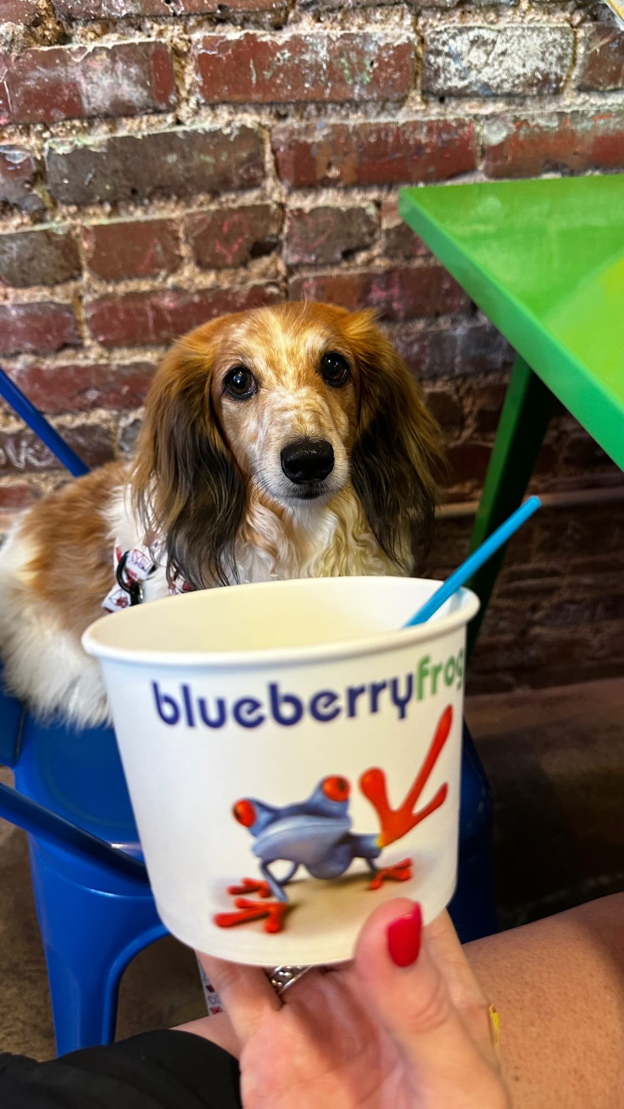 A little froyo, a lot of floof, and the best of friends by your side โค๏ธ๐พ
Sounds like the perfect day to us! ๐ฆโ๏ธ