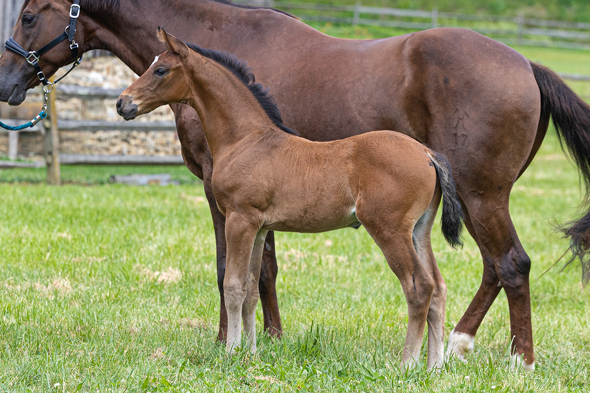 Can't get enough of the expression on this colt