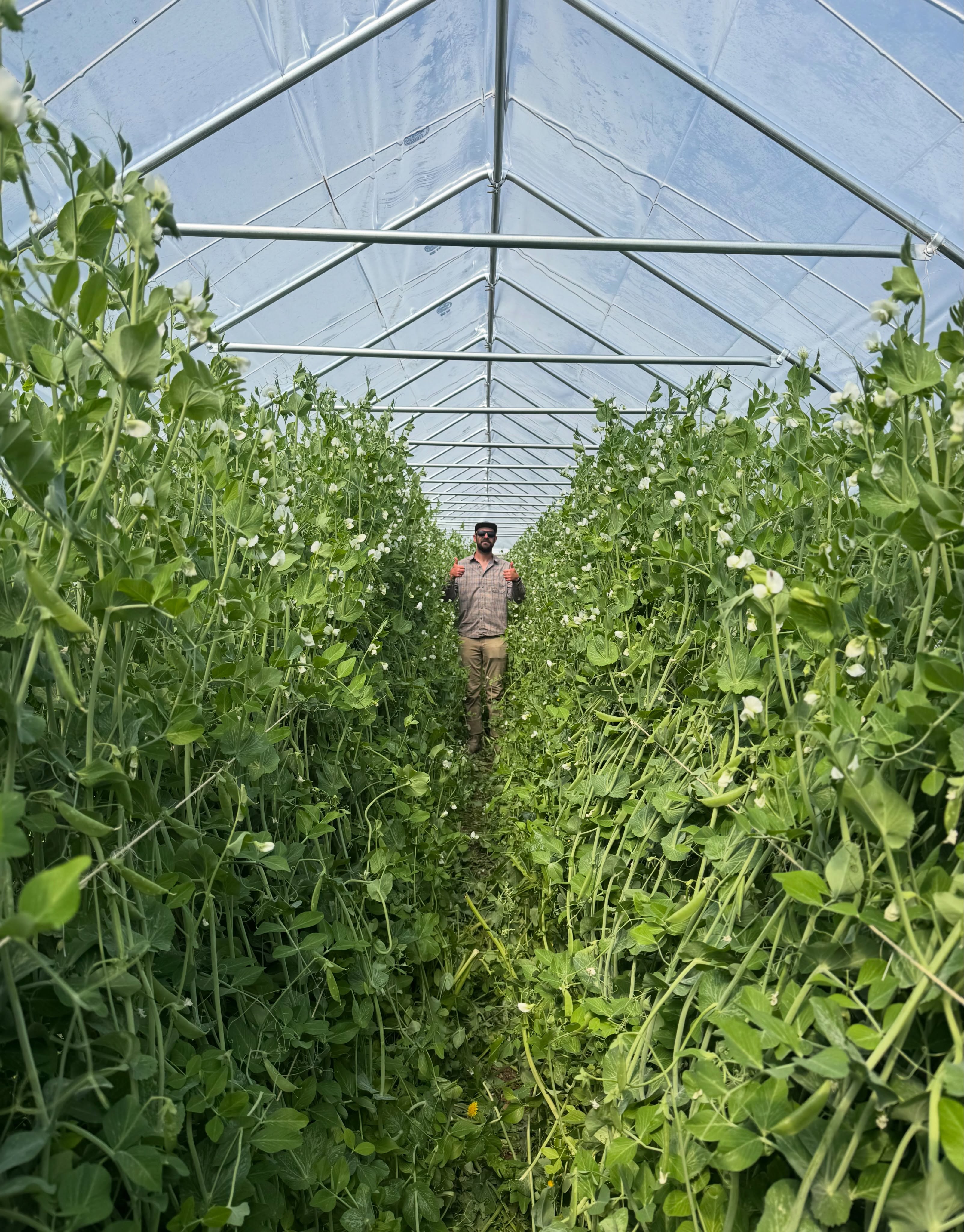 Next week’s sugar snap pea harvest should be prolific 🏊♂️🫛 hopefully a couple million pounds, at least 😏.