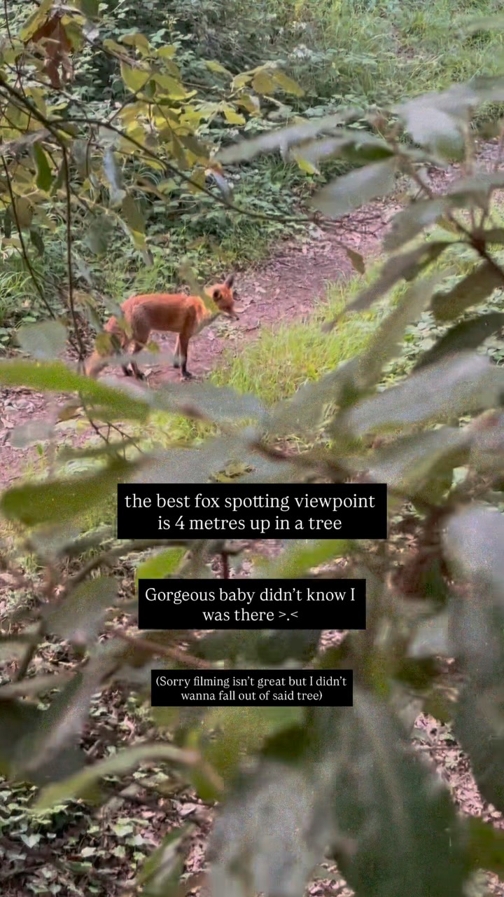 The best fox viewpoint is 4 metres up in the air, wrapped around a tree like a sloth
.
.
.
#fox #tree #wildlife #nature #whimsical