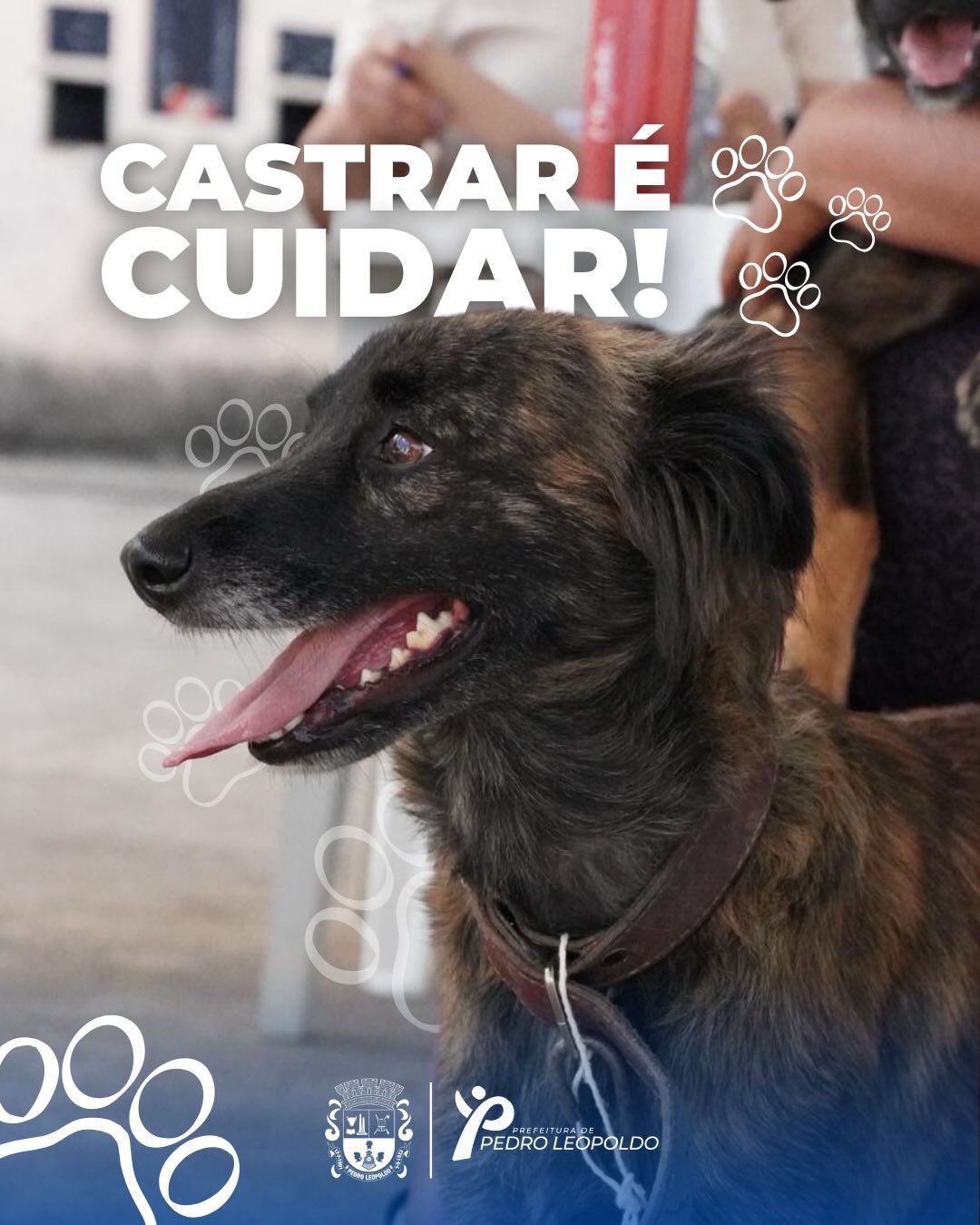 341 animais castrados em Pedro Leopoldo- MG!! @prefeituradepedroleopoldo
⠀
Queremos agradecer a equipe da Prefeitura Municipal pelo empenho e parceria. 💪😊
⠀
Seguindo todas as normas da OMS e do Conselho Federal de Medicina Veterinária.⠀
⠀
Mutirões de Castração são de utilidade pública para controle de zoonoses e fazem parte da Saúde Única.
⠀
#castração #petsemfronteiras #castramovel #minasgerais #castraçãominimamenteinvasiva medicinaveterinaria castrareumatodeamor