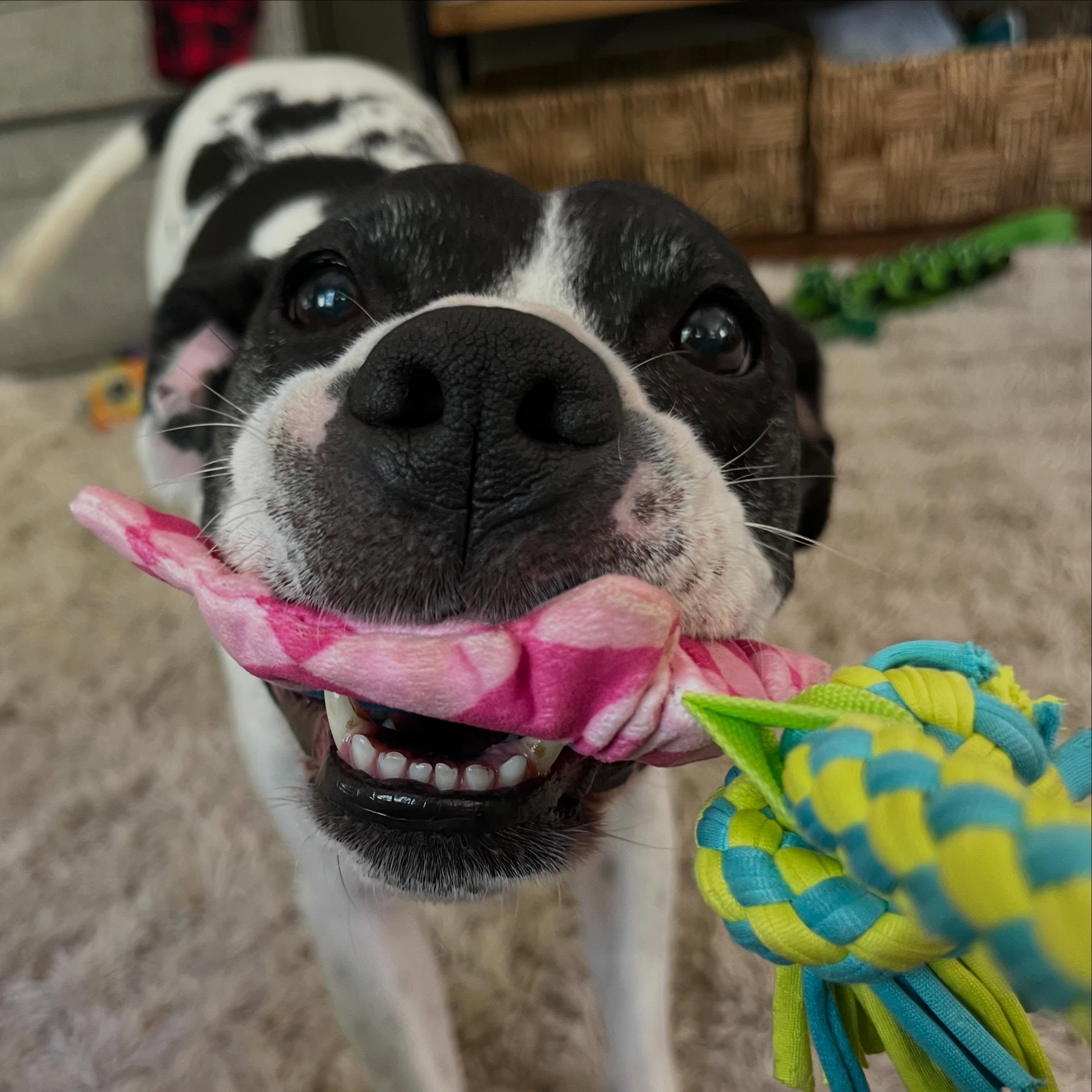 Miss Daisy Elizabeth and I had a tug-of-war party today after I filled her belly with snacks and gave her several nose boops. She won.