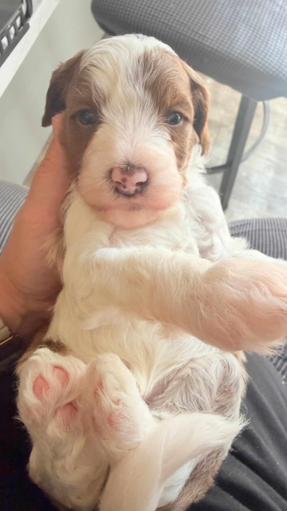 Cavapoo puppies are 4 weeks old!!! #cavapoo #puppies #puppypawscolorado
