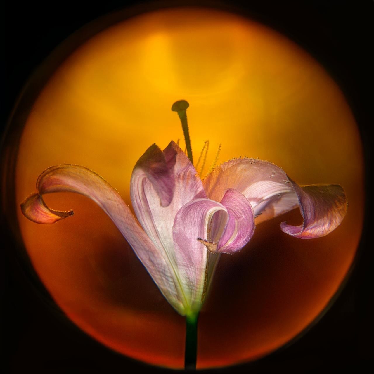 This photo is part of The series: I See You, I Search for You, I Watch You, Nocturnes.
Some of the photos are now in @photobasel 2026. I’m honored to be part of the artists of @accontemart.
Statement on the Exhibited Work
In the exhibited work of Constanza Oxenford, metamorphosis does not appear as a radical or spectacular change, but as an intimate, almost imperceptible mutation. The petals, open yet still restrained, suggest a body in the process of becoming—a matter that moves between what has been and what is about to emerge. This intermediate state takes center stage, shifting attention from the final outcome to the very process of becoming form.
By isolating the subject from its context, the photograph strips the flower of its merely botanical function and inscribes it within a symbolic territory. The image thus becomes a metaphor for processes of identity, in which every transformation entails exposure, vulnerability, and resistance.
The work does not document a natural instant, but rather constructs a visual experience that invites contemplation of the time of transformation. Metamorphosis is understood here as a space of tension and possibility, in which identity is redefined without losing its memory.
Lic. Cristina de la Vega
Director
AC Latin Art
