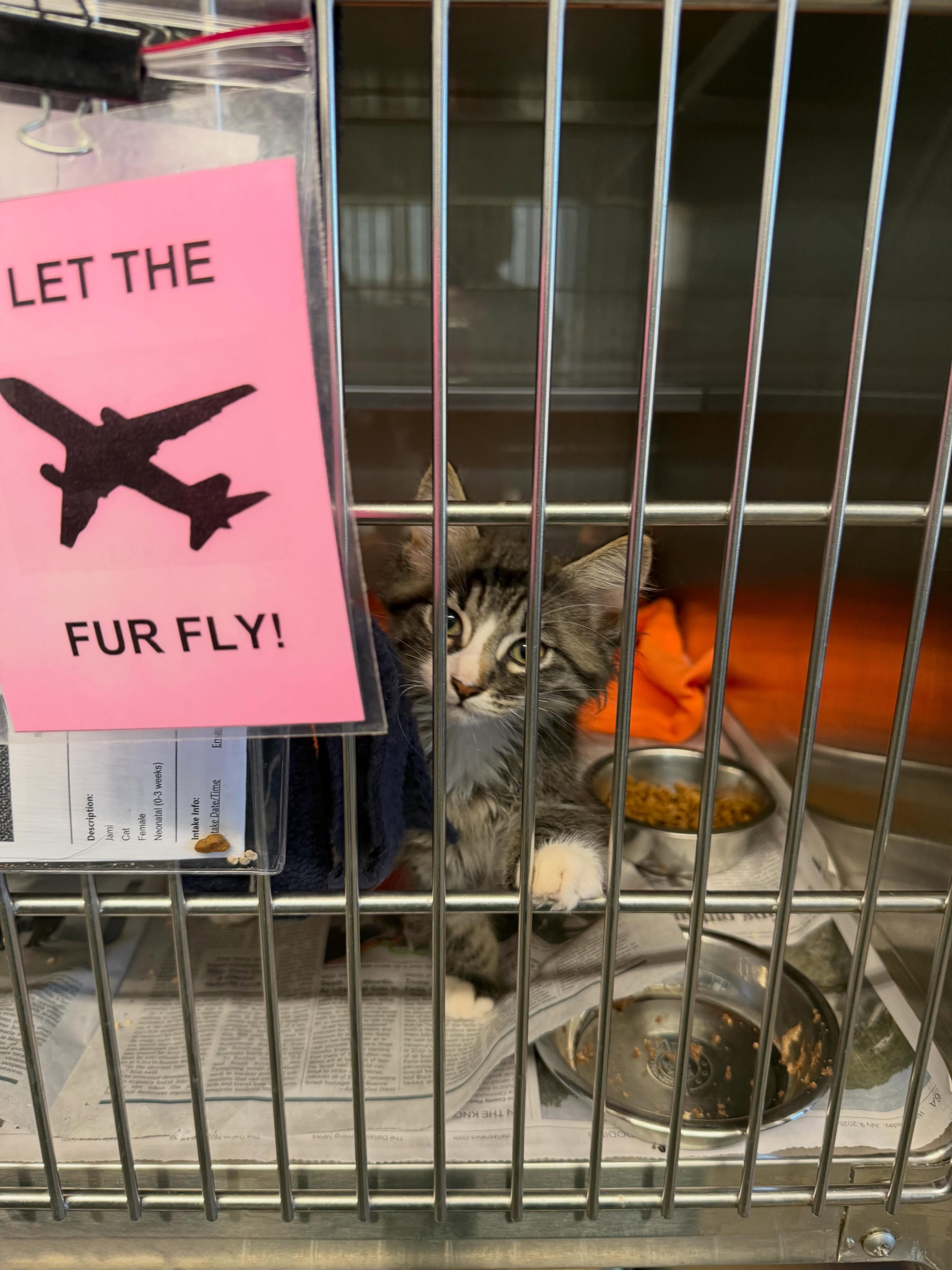 Fireworks donโt just light up the sky. They fill animal shelters.
Every summer, shelters across the South see an increase in lost and frightened pets as fireworks send dogs and cats running from homes and yards. For shelters already struggling with overcrowding, the days leading up to and following July 4 can be especially challenging.
Thatโs why Wings of Rescue has five additional large-scale flights scheduled before the end of the month.
Every pet we transport to a partner with available space helps create room for the pets who will need shelter tomorrow. Itโs one of the most effective ways we can help communities prepare for one of the busiest intake periods of the year.
With five flights still ahead of us, weโre working to create as much lifesaving capacity as possible before the holiday arrives.
โ๏ธ Link in bio to help keep our wings in the air.
#LetTheFurFly