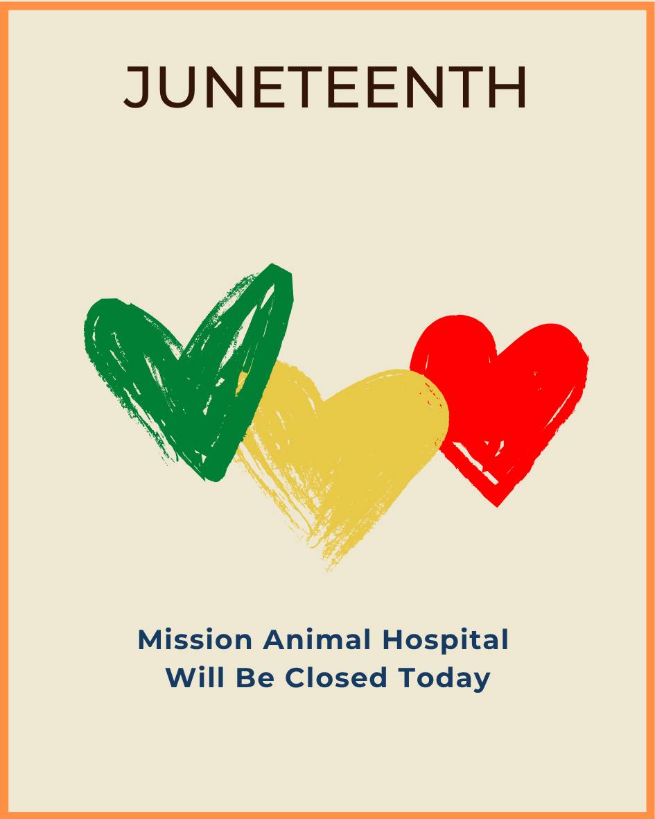 Mission Animal Hospital will be closed today in observance of Juneteenth, a day of reflection, education, and celebration. We honor the significance of this day and stand in support of equality and justice.
Regular operations will resume on June 20th.
#Juneteenth #MissionAnimalHospital