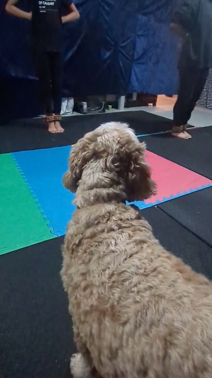 Enraptured.
•
Our youth intermediate-level students have come such a long way, and we’re so proud of them! 😭
•
Did you know? KBC has 4 dogs! Charlie-Bean, Leo, Georgia, and Sabi! Some are very used to the dancer life, and some newly introduced.
•
#kalabhavanofcalgary #kbc #bharatnatyam
