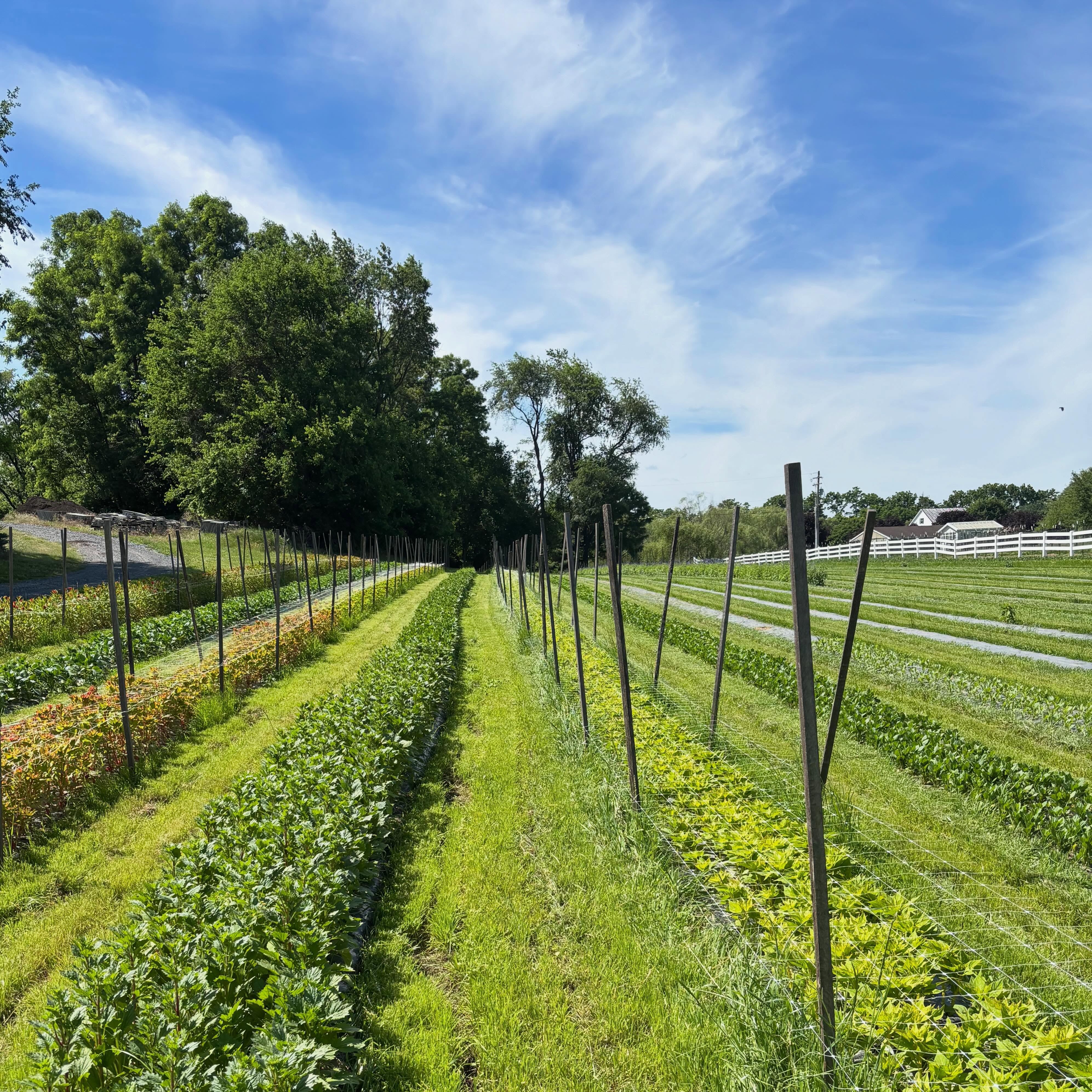 Farmers never say this, so take note:
The weather has been truly perfect this month.
Blue skies. Puffy white clouds. Low humidity. Little intervals of gentle rain.
Happy Solstice and Happy Father’s Day everyone!