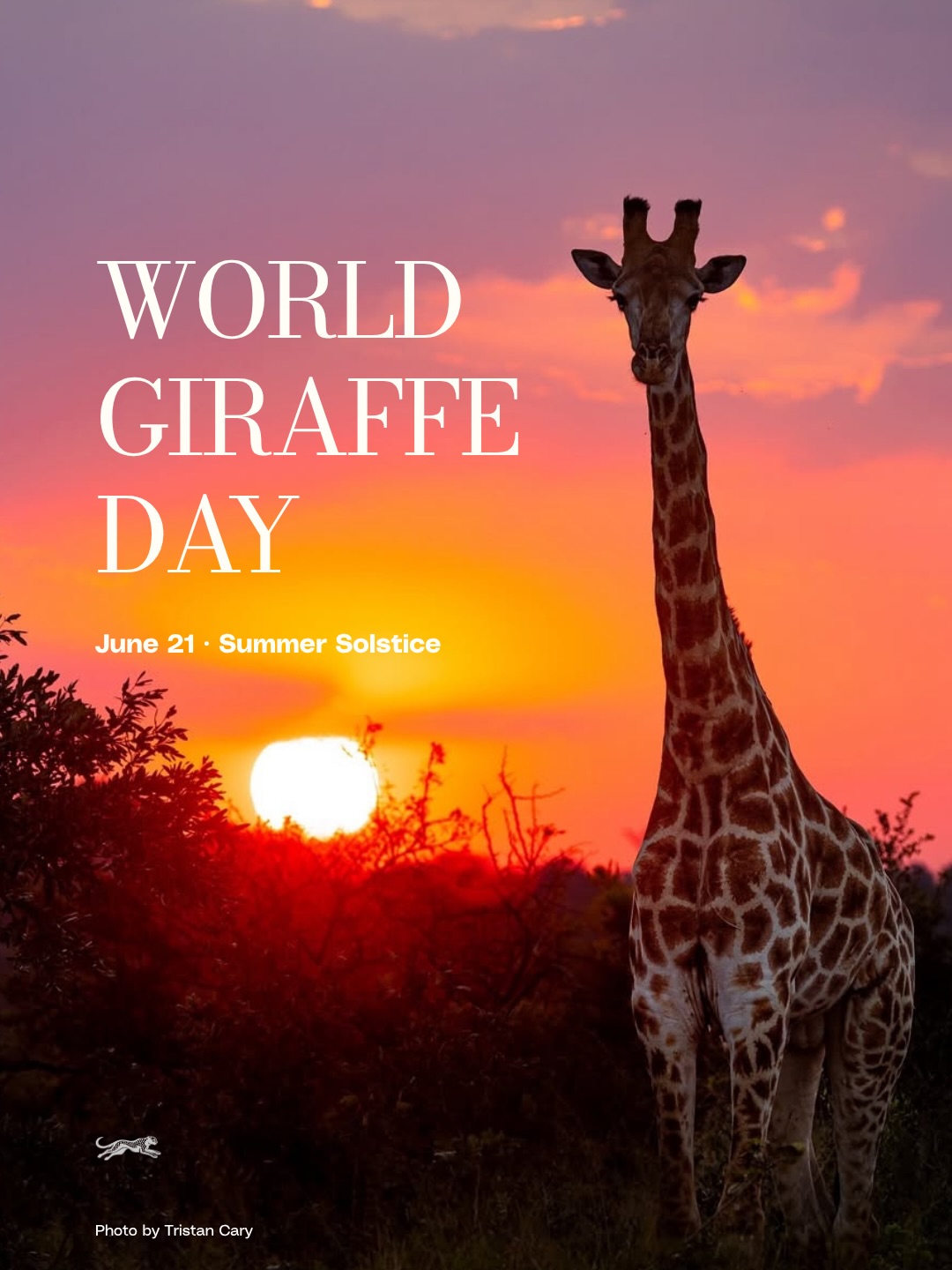 June 21 marks both the summer solstice and World Giraffe Day.
The date was chosen as a playful nod to the world’s tallest land mammal.
While giraffes remain one of Africa’s most recognizable animals, their decline has often gone unnoticed.
Today is not only about celebrating a remarkable species. It’s about ensuring they remain part of our planet’s future.
You can support giraffe conservation through organizations such as the @giraffe_conservation and @savegiraffesnow