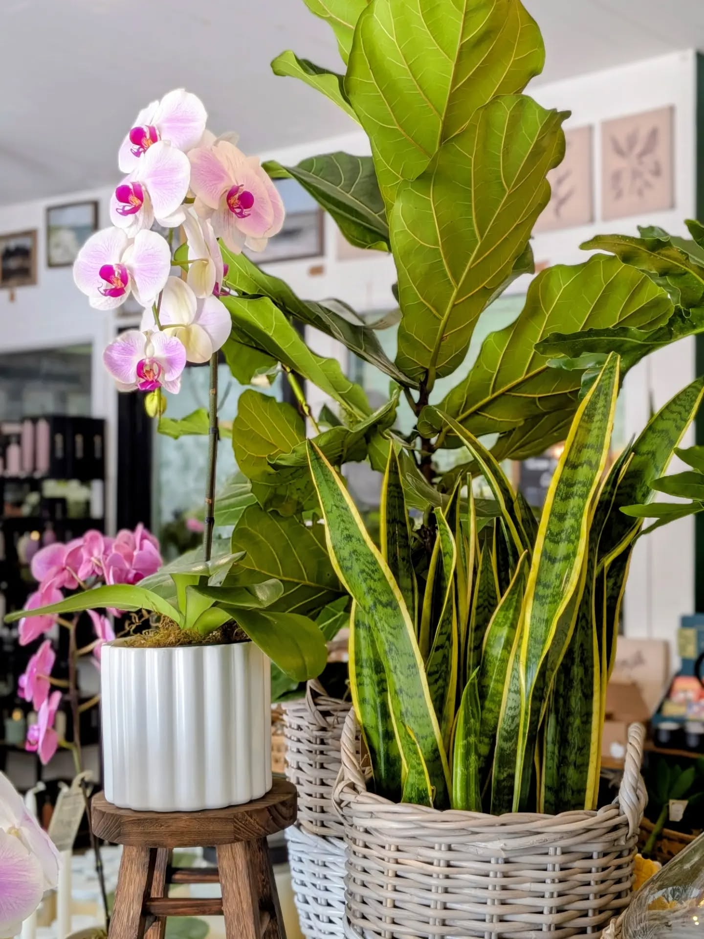 Come for a stroll in the heart of Lacombe 🌸
Friday - 10:00-5:00
Saturday - 10:00-4:00