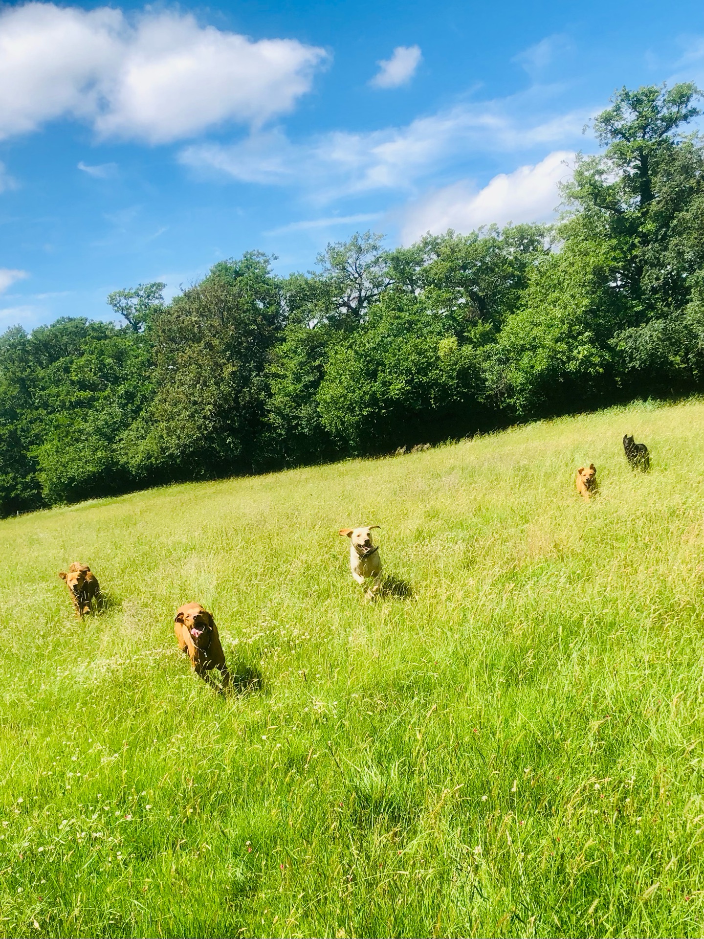 🐾❤️😁😜
If your dog would like to have a walk with us then contact us at www.ardendogwalking.co.uk and check out our half-day experience.
#ullenhall #tanworthinarden #hockleyheath #henleyinarden #dog