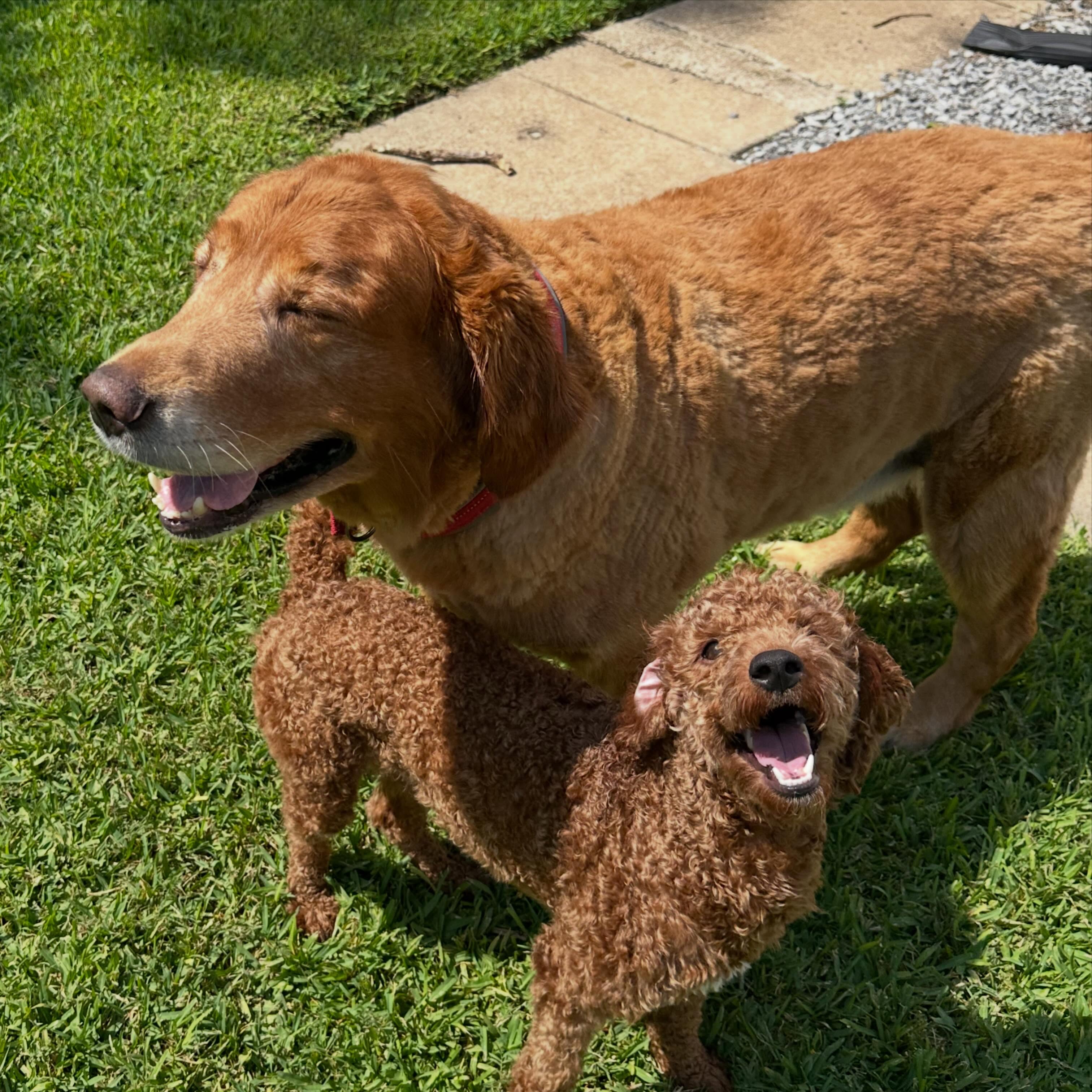 Meet my new Pals, Ricky Bobby & Brinkley 💜 Welcome to the pack!
Brinkley is one year old and loves his big brother and fetch! Ricky Bobby is absolutely the most gentle and patient big bro! He lets Brinkley chew on him, walk on him and even have first dibs at treat time. 🥹
Katie’s Pet Pals
katiespetpals.com
East Dallas Pet Sitting
✨We are hiring! If you have a passion for pet care, please send me a DM for more details or visit our website!