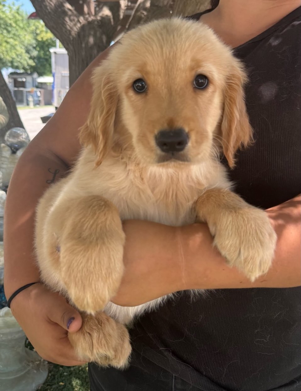 This is Oliver. He is a beautiful Golden Retriever. His DOB is 4/9/26. He came in with his brothers. They are all friendly boys.