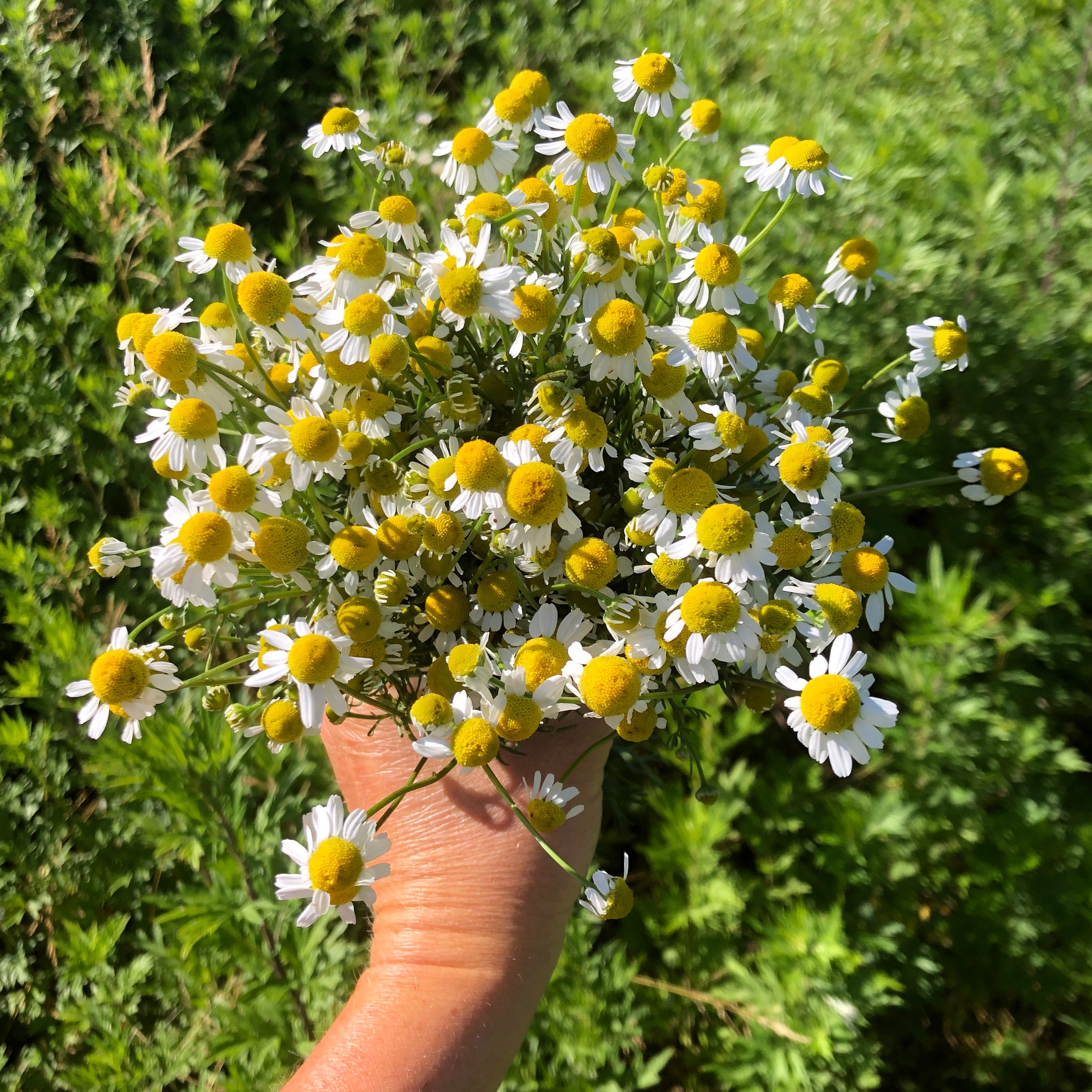 Chamomile coming soon :D