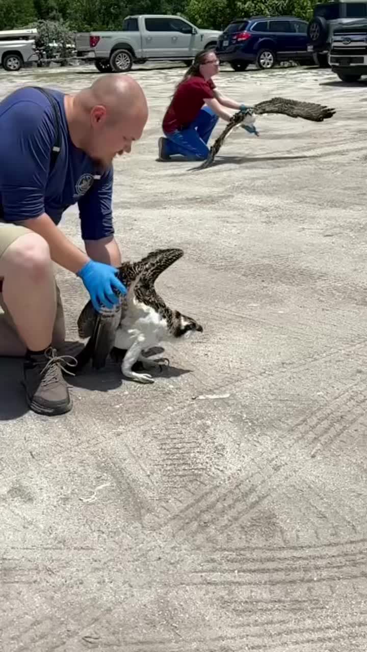 These two young Osprey came in as nestlings, not quite ready for life outside of the nest yet. After a couple of months of care with our team, they’re back in the wild!
Did you know Osprey nests sometimes host other birds? These massive structures are often reused and expanded year after year, providing shelter for smaller species like Tree Swallows. Because Ospreys primarily eat fish, these tiny tenants can often raise their young safely among the lower layers.
#wildliferescue #osprey #animalrescue #sarasota
