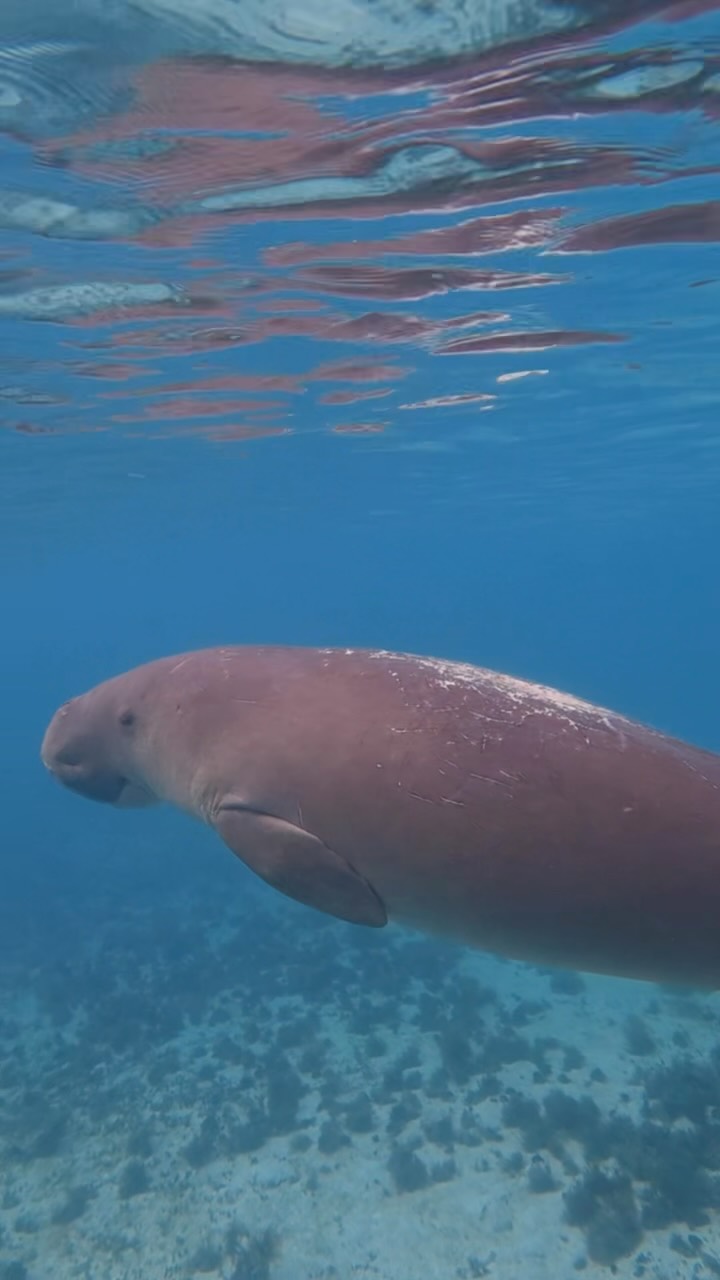 One of the most rare encounters you can have.
Today was our first dive of the trip, and within 2 minutes of entering the water, we had a dugong swim by!
Absolutely mind blowing moment seeing this dugong bank in and swim right around to check me out!
For those who don’t know, dugongs are incredibly shy, and are a vulnerable species, meaning they have strict protections in place.
Then another 200m later and we bumped into a couple of good sized duskys, followed by grey tip, black tip and white tip reef sharks, turtles, and rays.