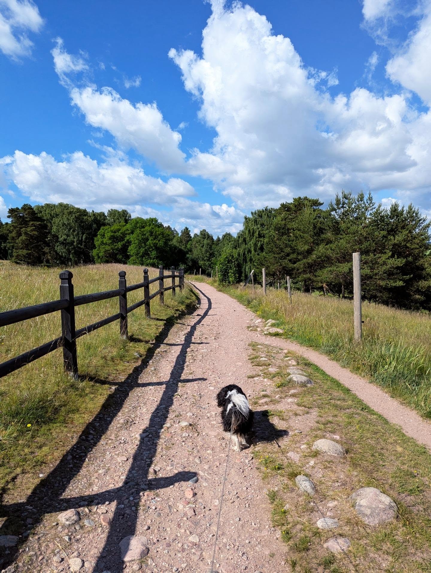 Var är du på väg? 🌱🐾
Sommarens lite lugnare tempo ger ofta möjlighet till reflektion.
Var ser du dig själv om ett år? Vad hoppas du att du känner i ditt arbete?
Lite tryggare?
Lite säkrare i dina bedömningar?
Att du vågar lita mer på det du ser?
Jag funderar också på de där frågorna 😊 Vad vill jag ha lärt mig till nästa sommar? Vad vill jag ha utvecklat i min yrkesroll?
Många av de fysioterapeuter jag möter älskar att gå kurser och lära sig nya saker. Men de beskriver också ett behov av något mer – ett sammanhang där de kan fortsätta diskutera, reflektera och utvecklas tillsammans med andra.
Att få fortsätta utvecklas.
Att få diskutera kliniska frågor.
Att få tänka högt tillsammans med andra.
Att få känna sig mindre ensam i de svåra bedömningarna.
Vad skulle du vilja ha utvecklat till nästa sommar?
Kine 🌱
PS. Om du också längtar efter ett sammanhang för fortsatt lärande och kollegiala diskussioner är ansökan till handledningsprogrammet öppen i en vecka till. Länk i bio.