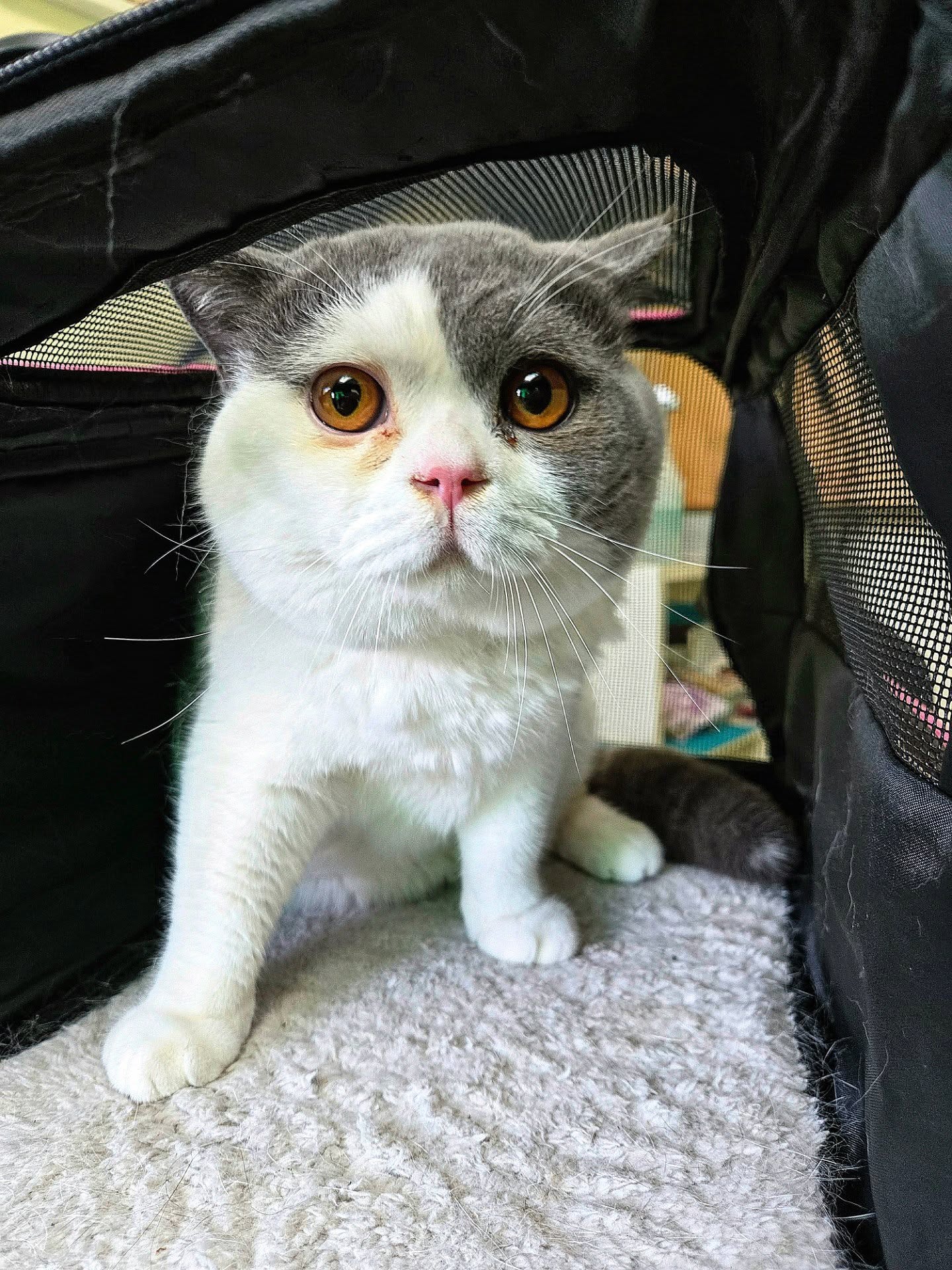 Meet VV 💙🐱✨
This handsome grey and white British Shorthair came in today for his neuter procedure and blood test 🩺🐾
VV was such a brave boy, but let's be honest... everyone's attention was on his adorable chubby face! 🥹💕 Those big cheeks and sweet expression made him impossible to resist.
Wishing VV a smooth recovery and lots of treats, cuddles, and naps at home! 🤍🐱
#britishshorthair #catsofinstagram #cutecat #britishshorthairlovers #petcare